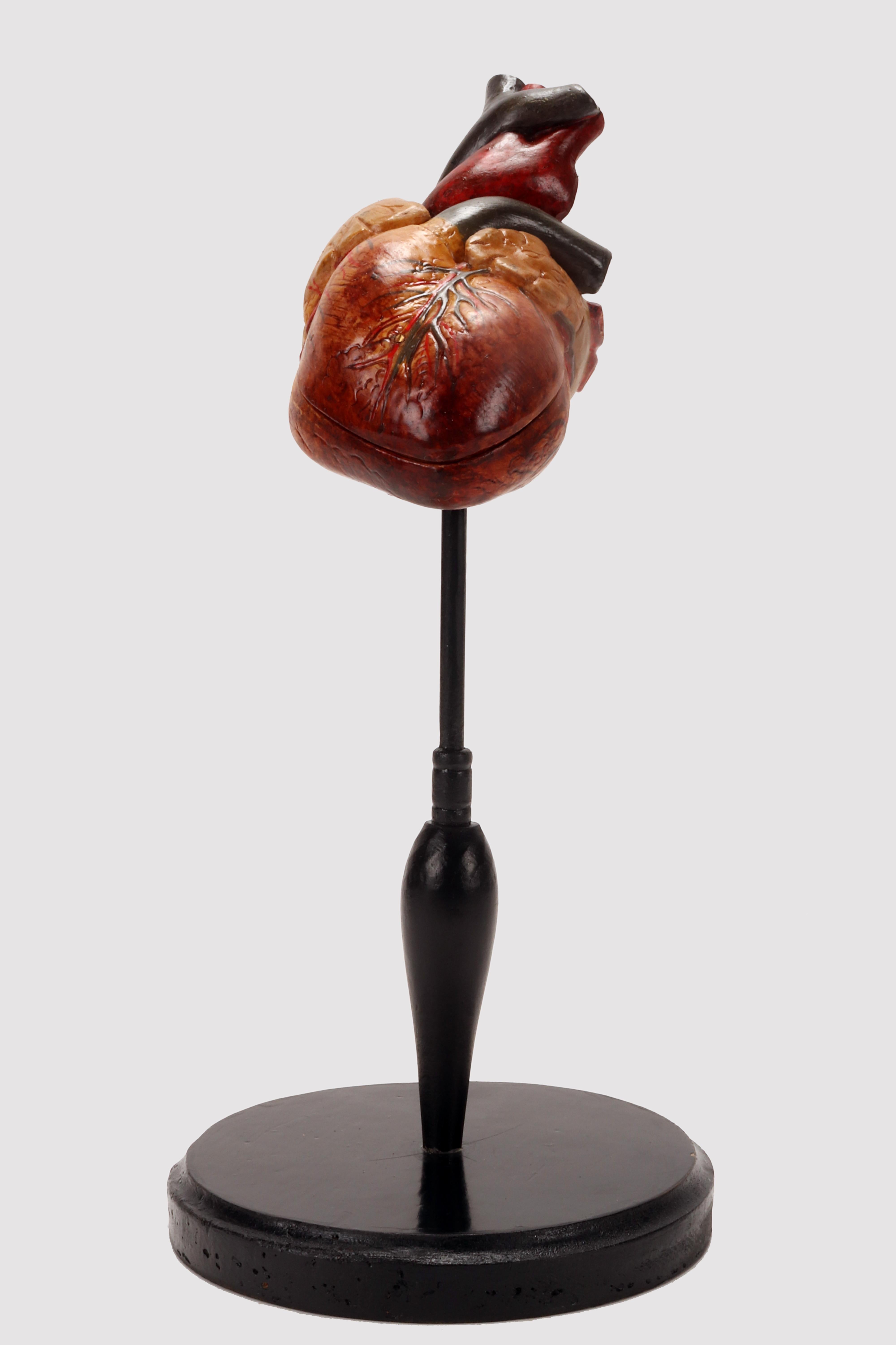 Anatomisches demontierbares Modell eines menschlichen Herzens aus bemaltem Lattex auf einem runden schwarzen Holzsockel. Deutschland um 1950.