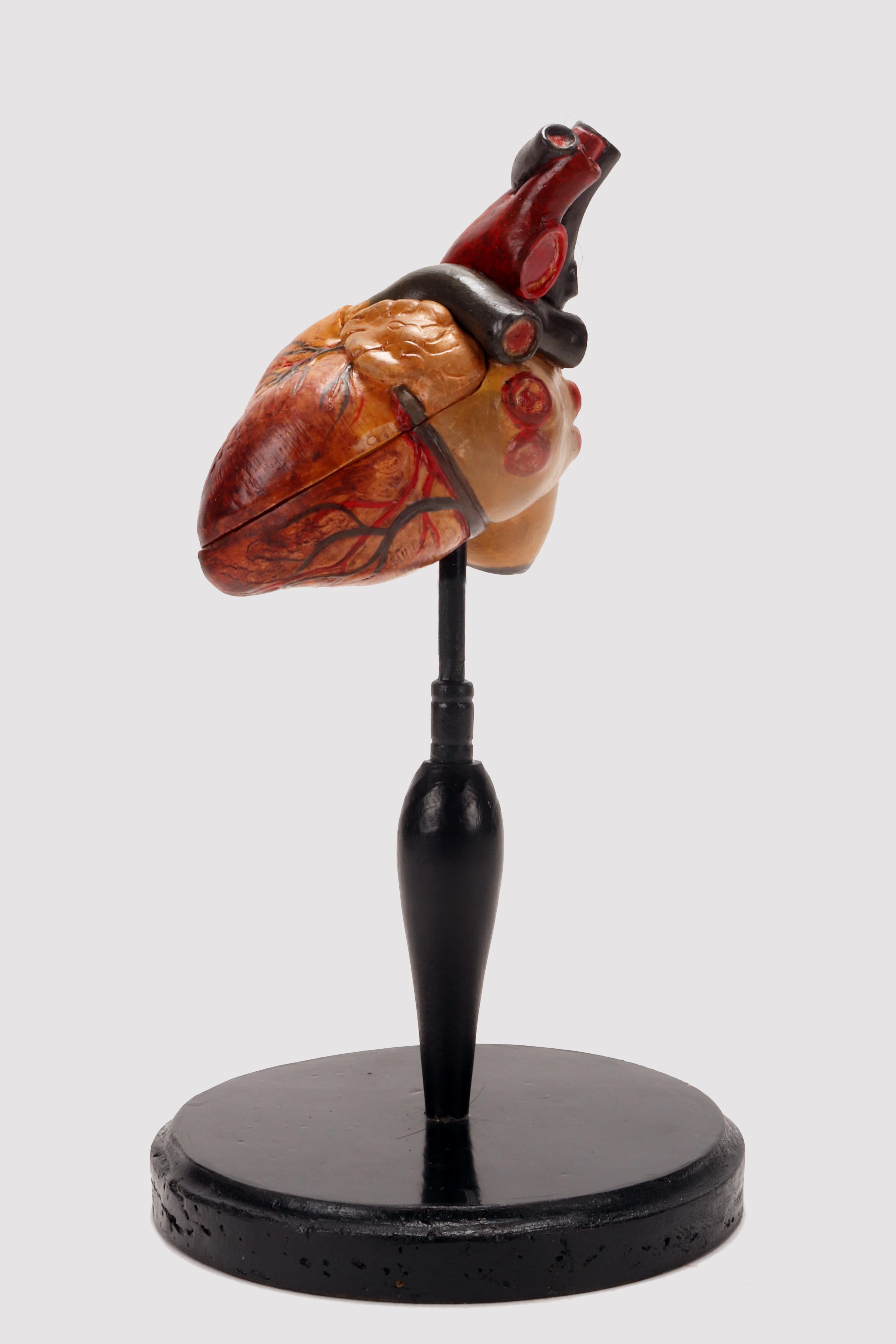 Anatomisches Modell: menschliches Herz, Deutschland 1950.  im Zustand „Gut“ im Angebot in Milan, IT
