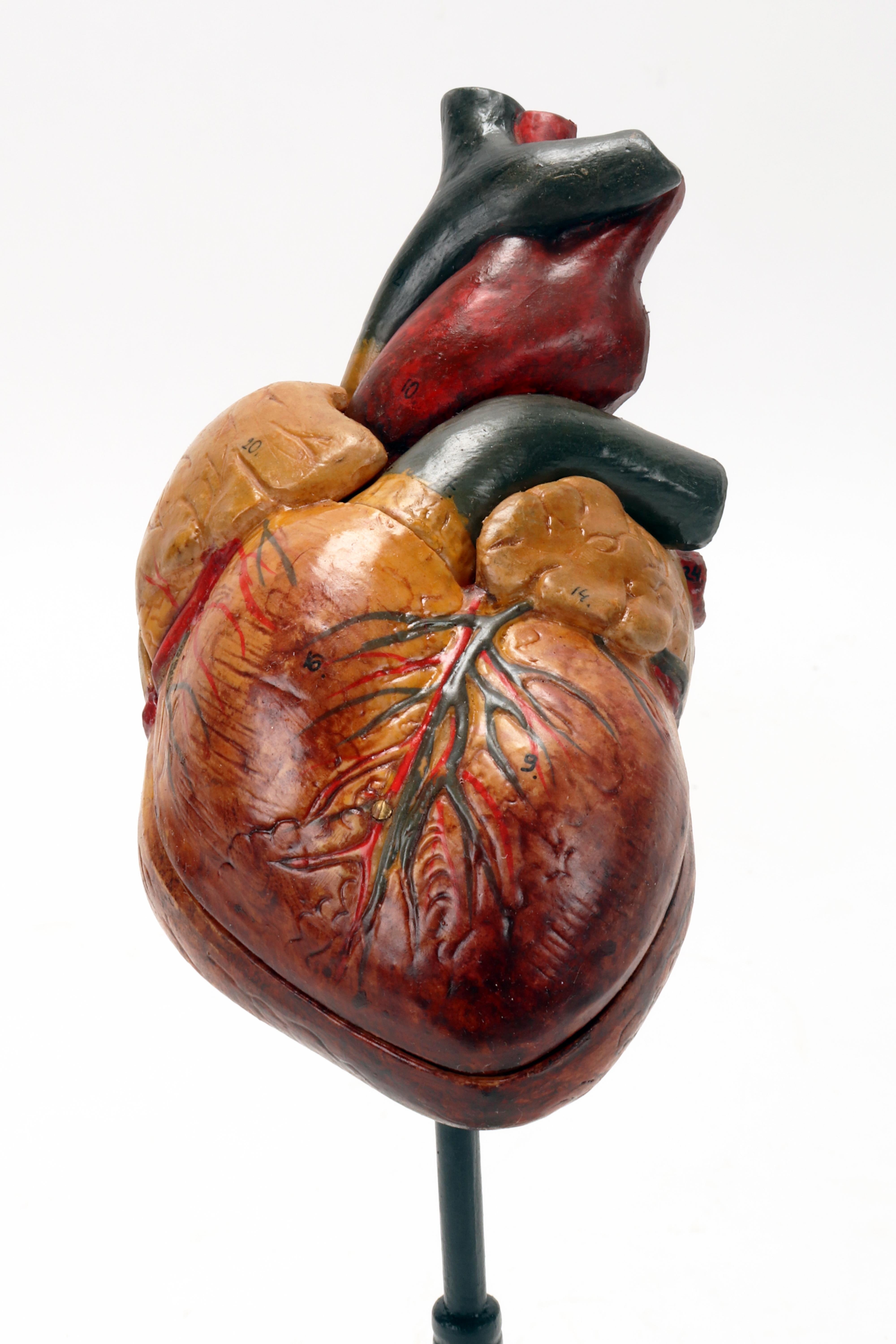 Anatomisches Modell: menschliches Herz, Deutschland 1950.  (20. Jahrhundert) im Angebot