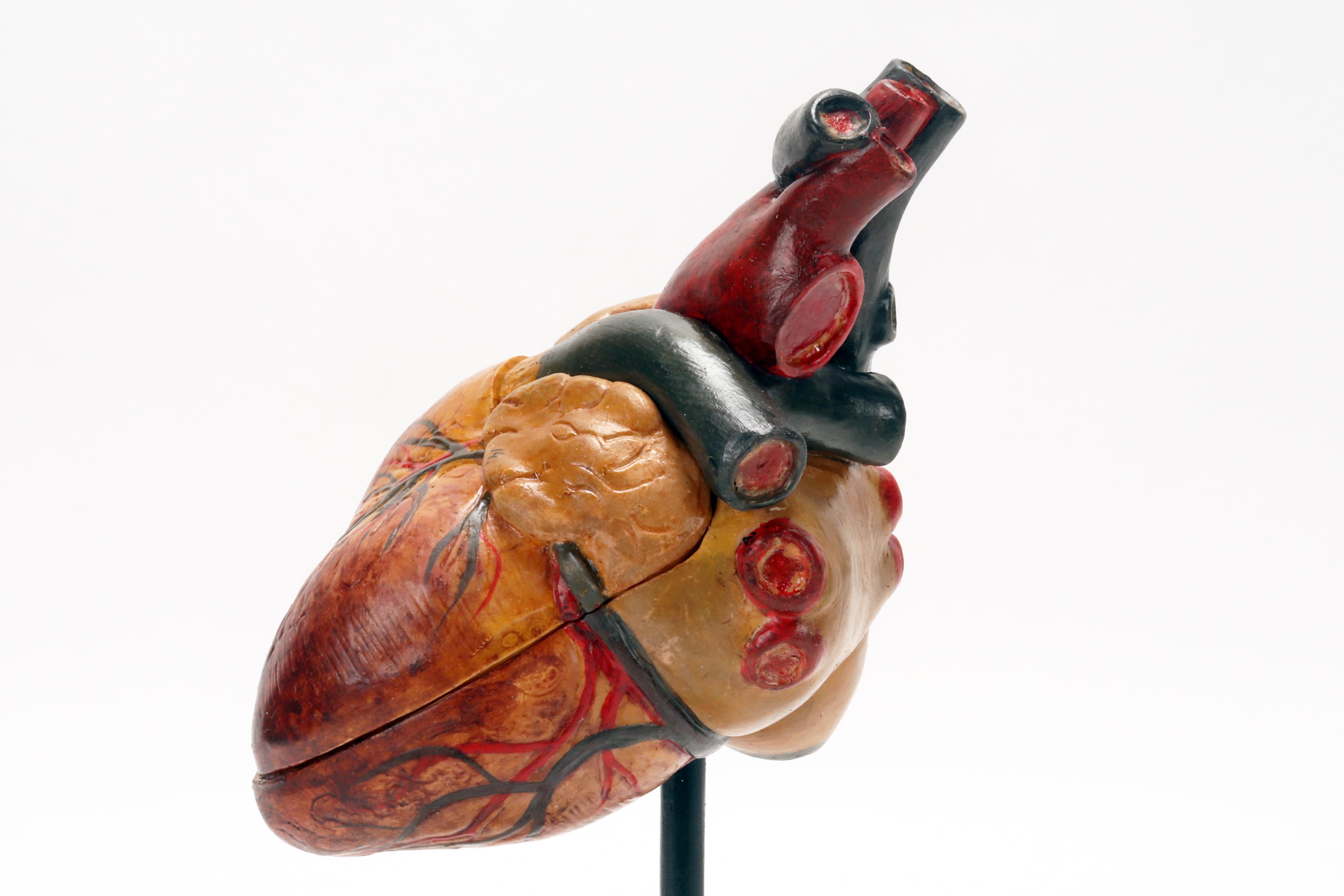Anatomisches Modell: menschliches Herz, Deutschland 1950.  (Latex) im Angebot