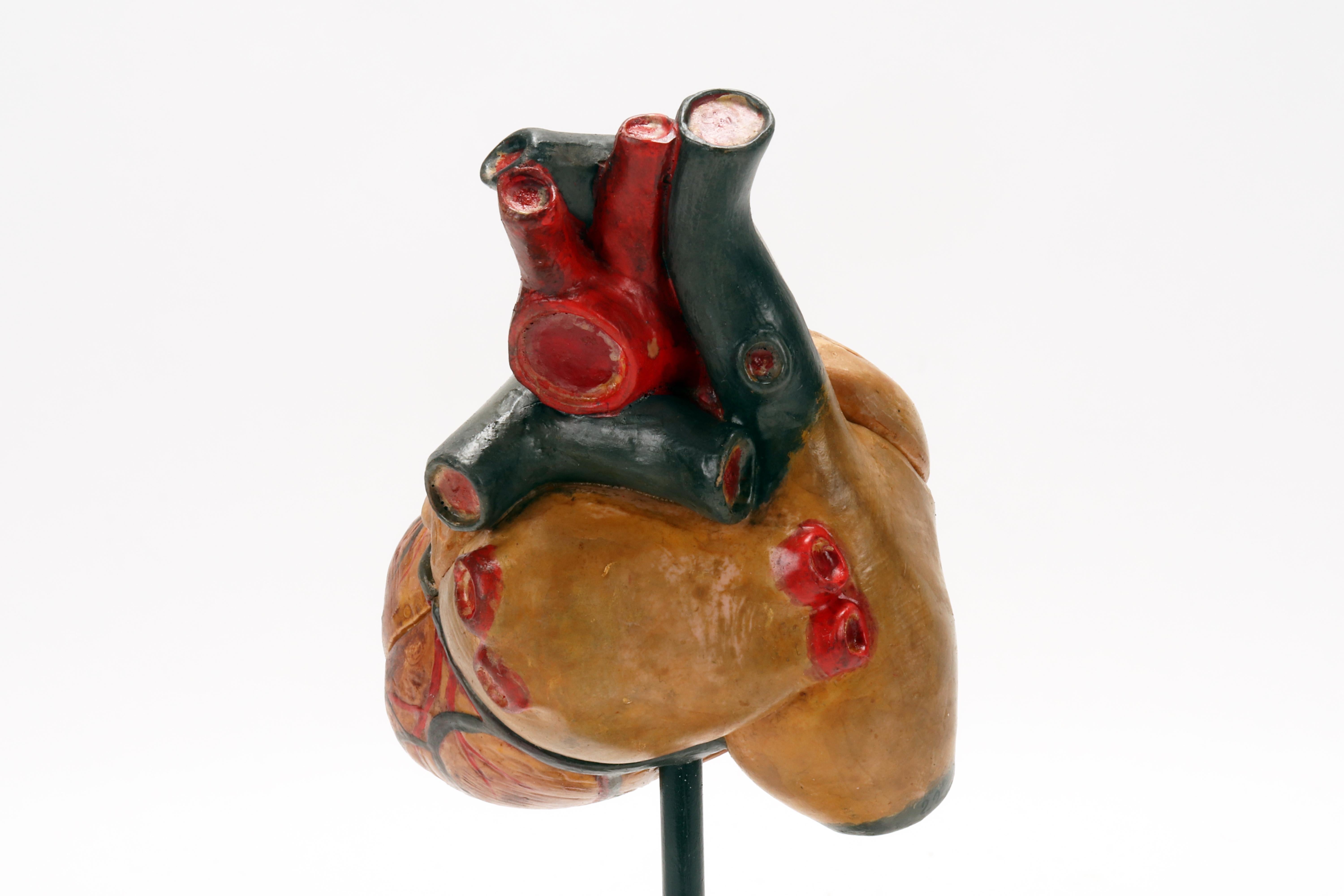 Anatomisches Modell: menschliches Herz, Deutschland 1950.  im Angebot 1
