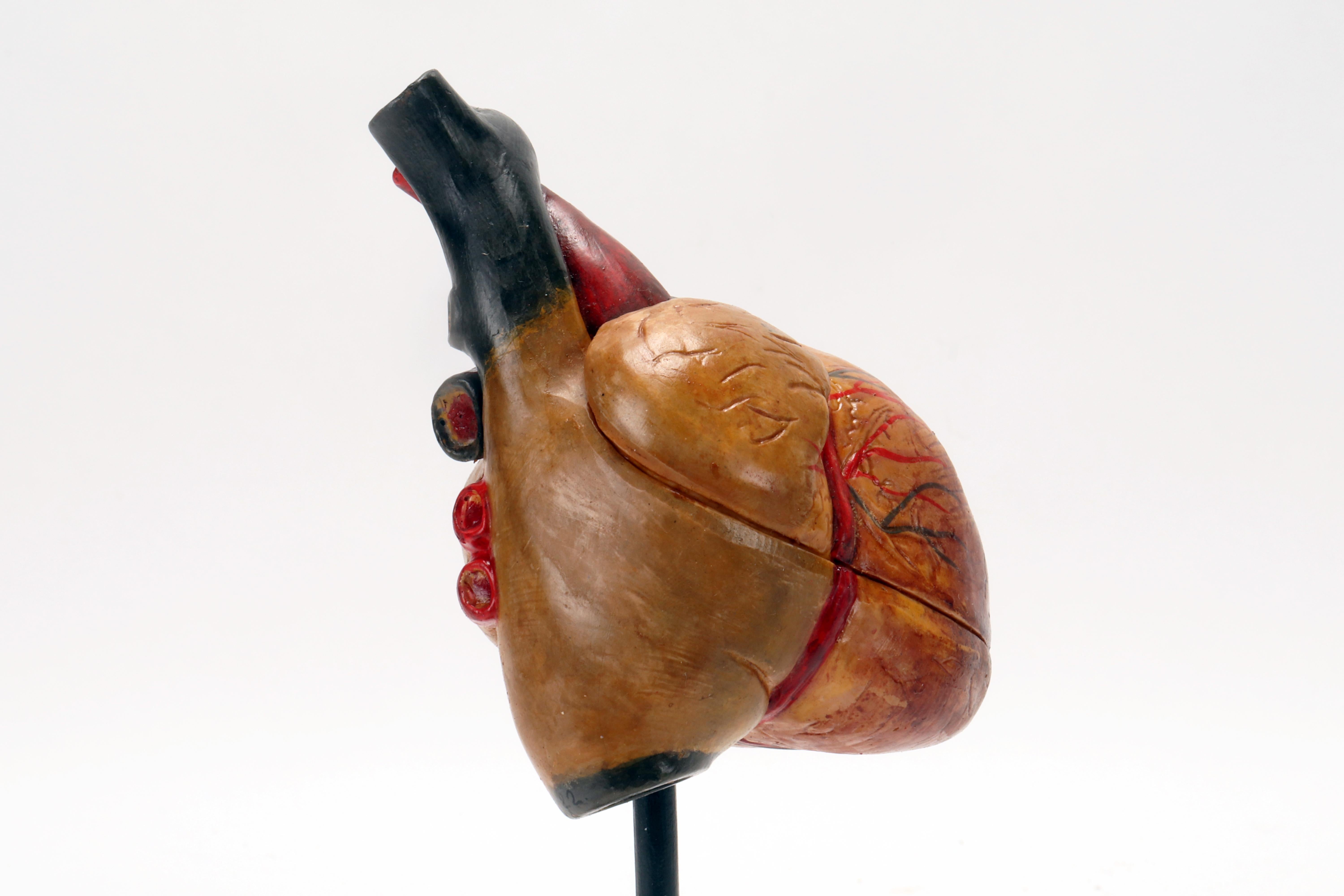 Latex Anatomical model: human heart, Germany 1950.  For Sale