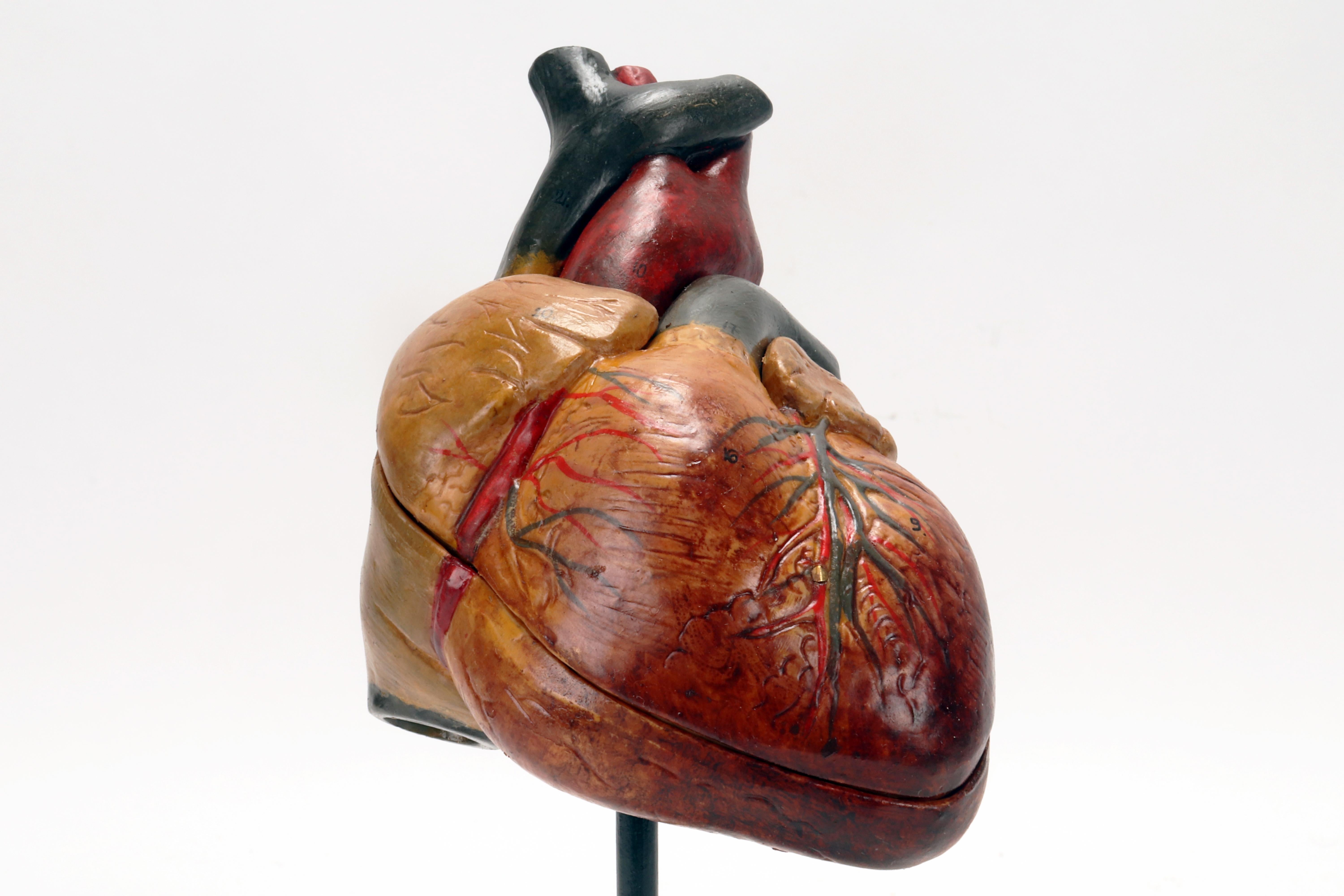 Anatomisches Modell: menschliches Herz, Deutschland 1950.  im Angebot 3