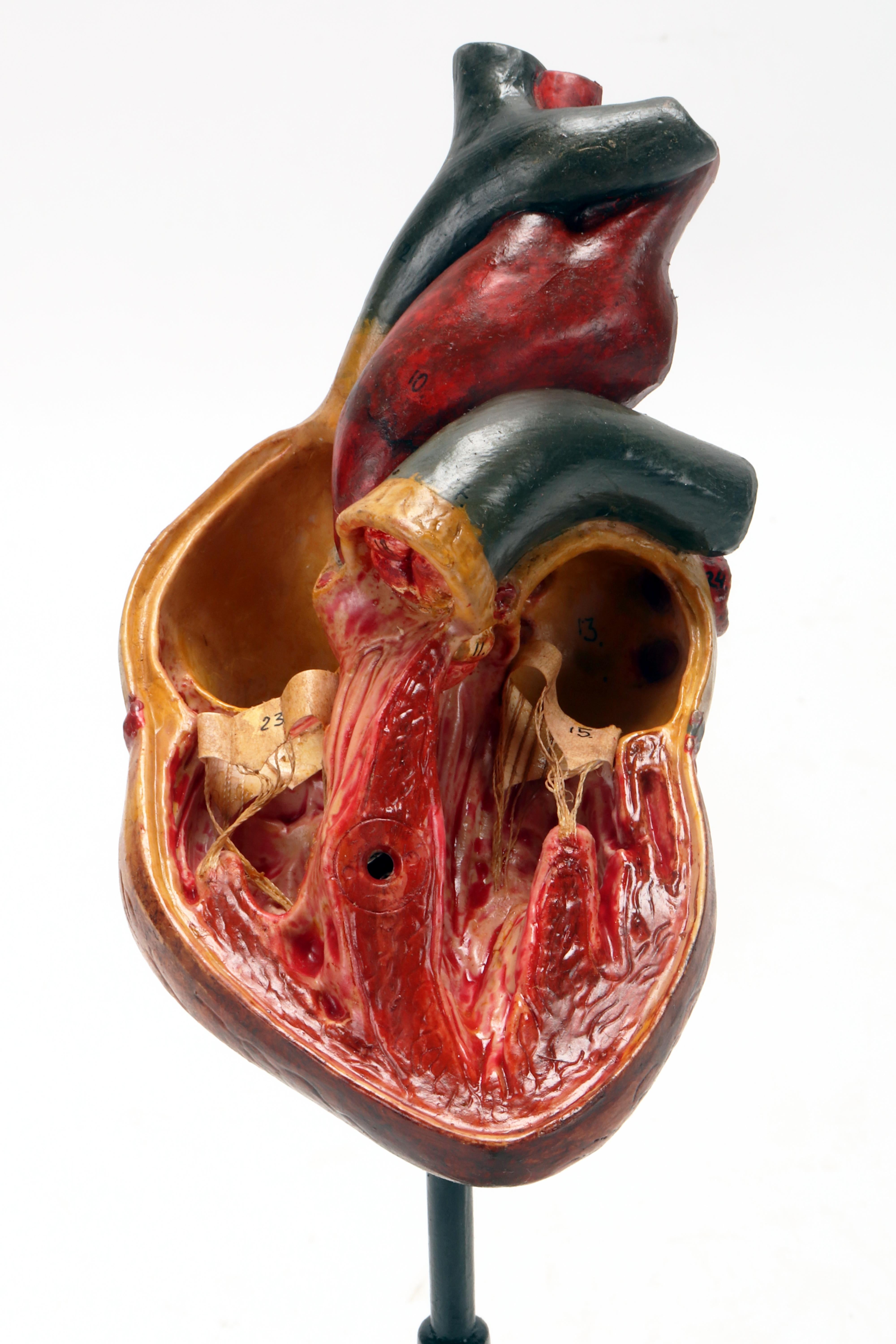 Anatomical model: human heart, Germany 1950.  For Sale 2