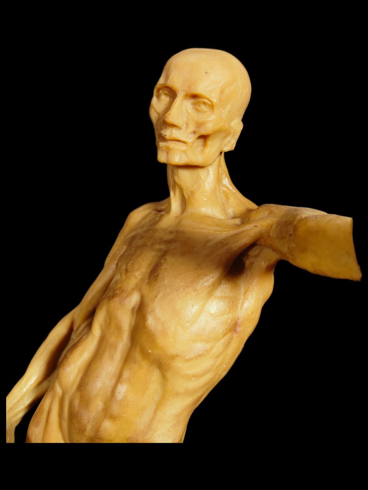 Anatomical Model in Wax from the 18th Century For Sale 3
