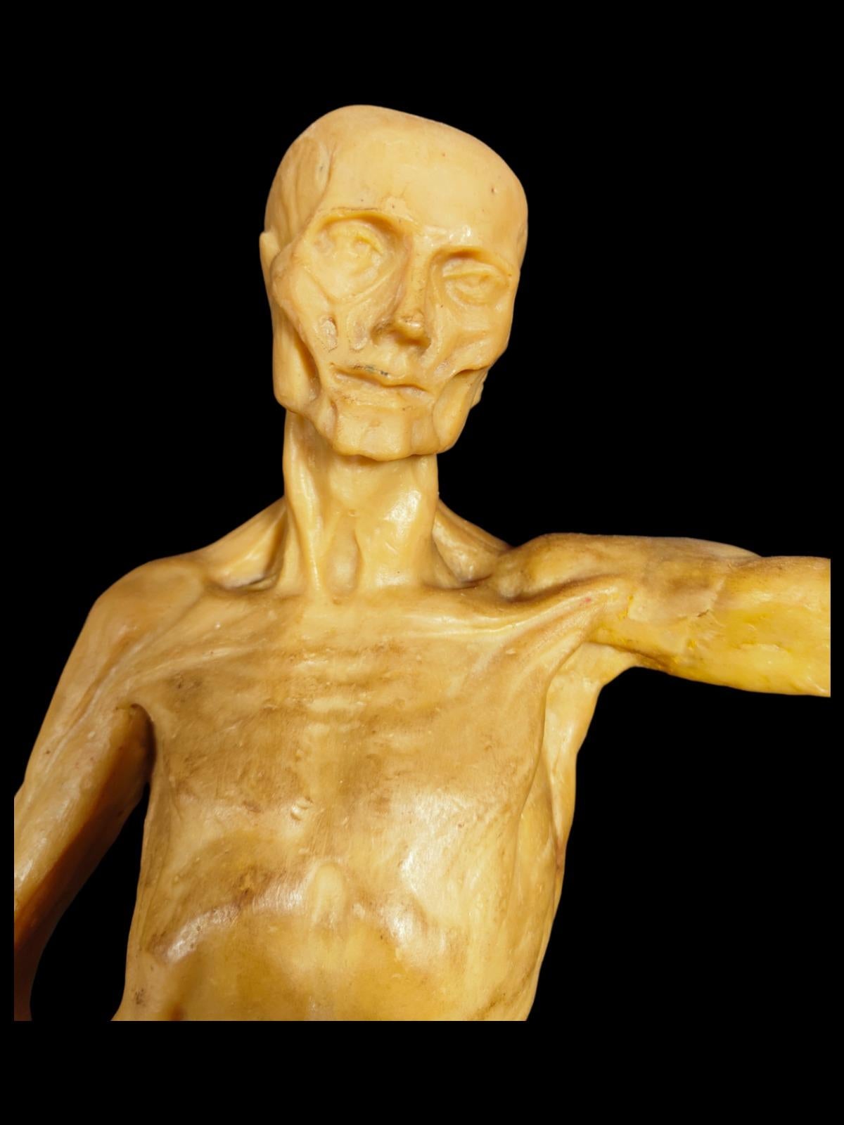 Anatomisches Modell in Wachs aus dem 18
Außergewöhnliches didaktisches anatomisches Modell aus Wachs. Die Verwendung dieser Art von didaktischen Modellen verschwand im 19. Jahrhundert mit der Entdeckung der Verwendung anderer Materialien, die sie