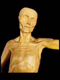 Anatomical Model in Wax from the 18th Century