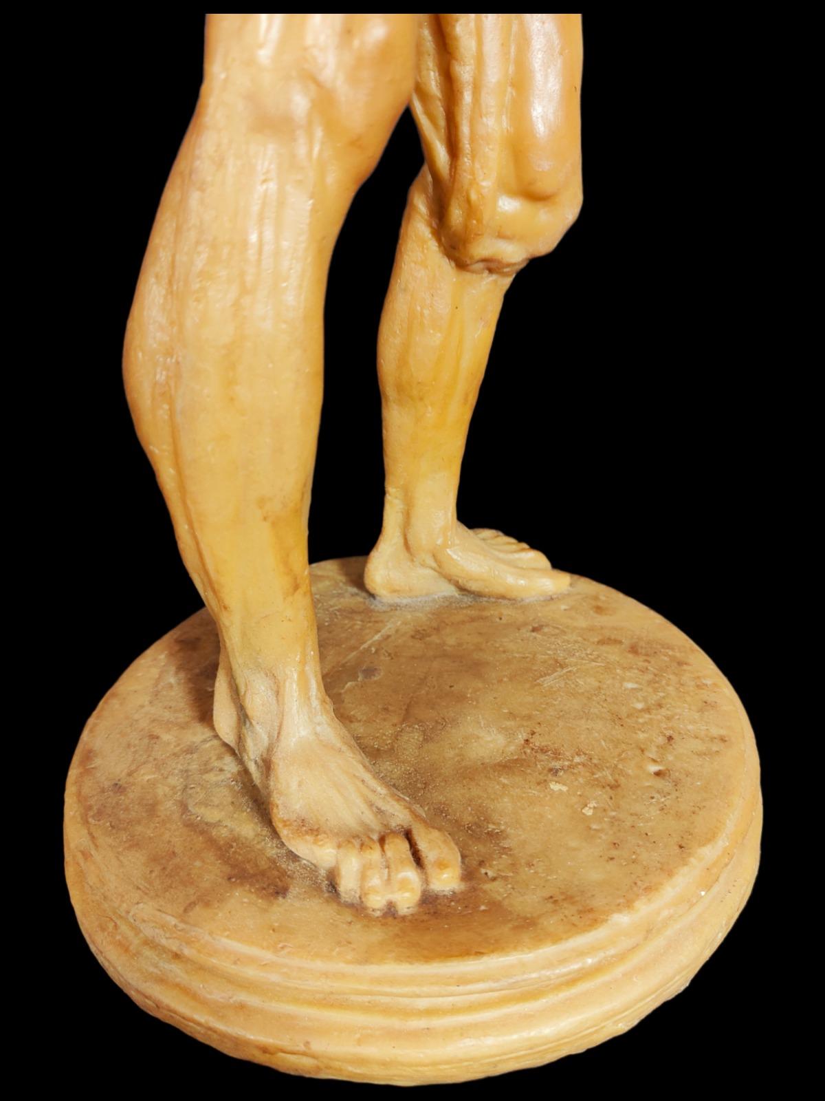 French Anatomical Model in Wax from the 18th Century For Sale