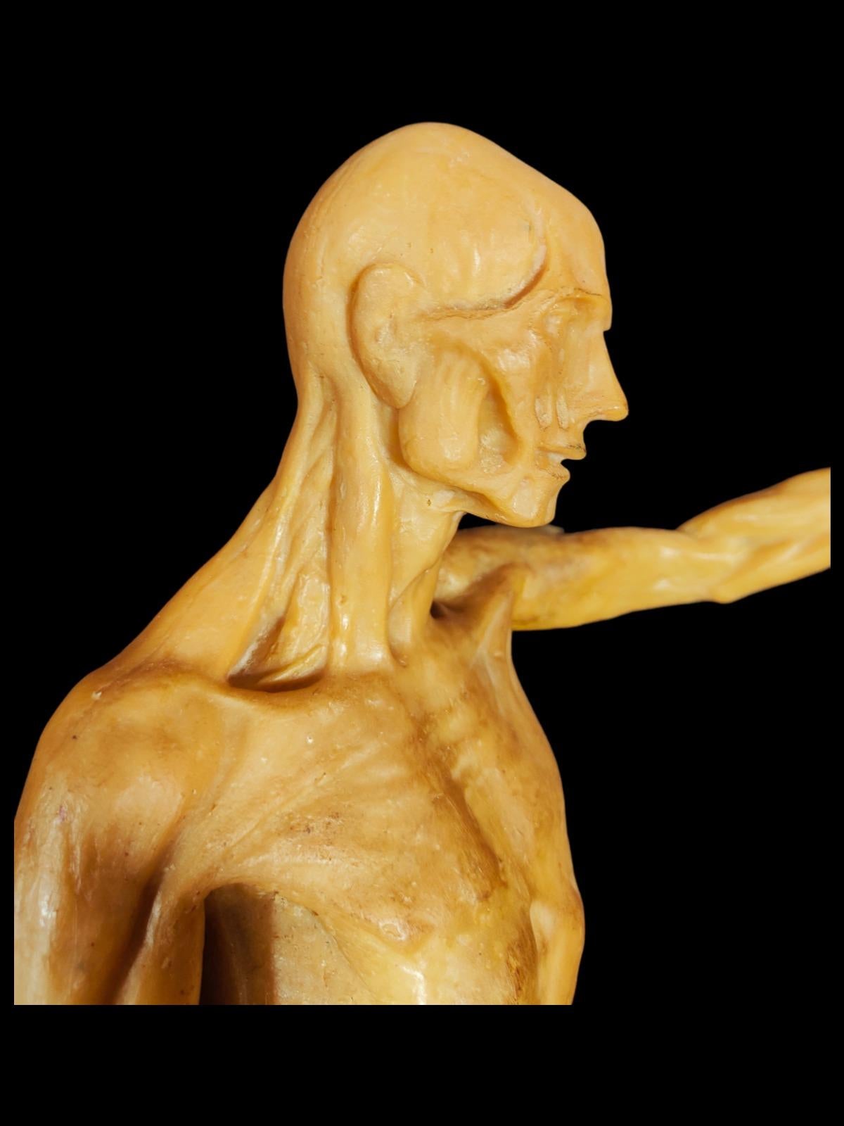 Hand-Crafted Anatomical Model in Wax from the 18th Century For Sale
