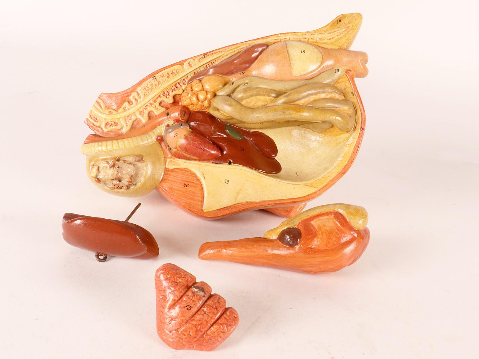 Anatomical model of a chiken, Germany 1930. For Sale 5