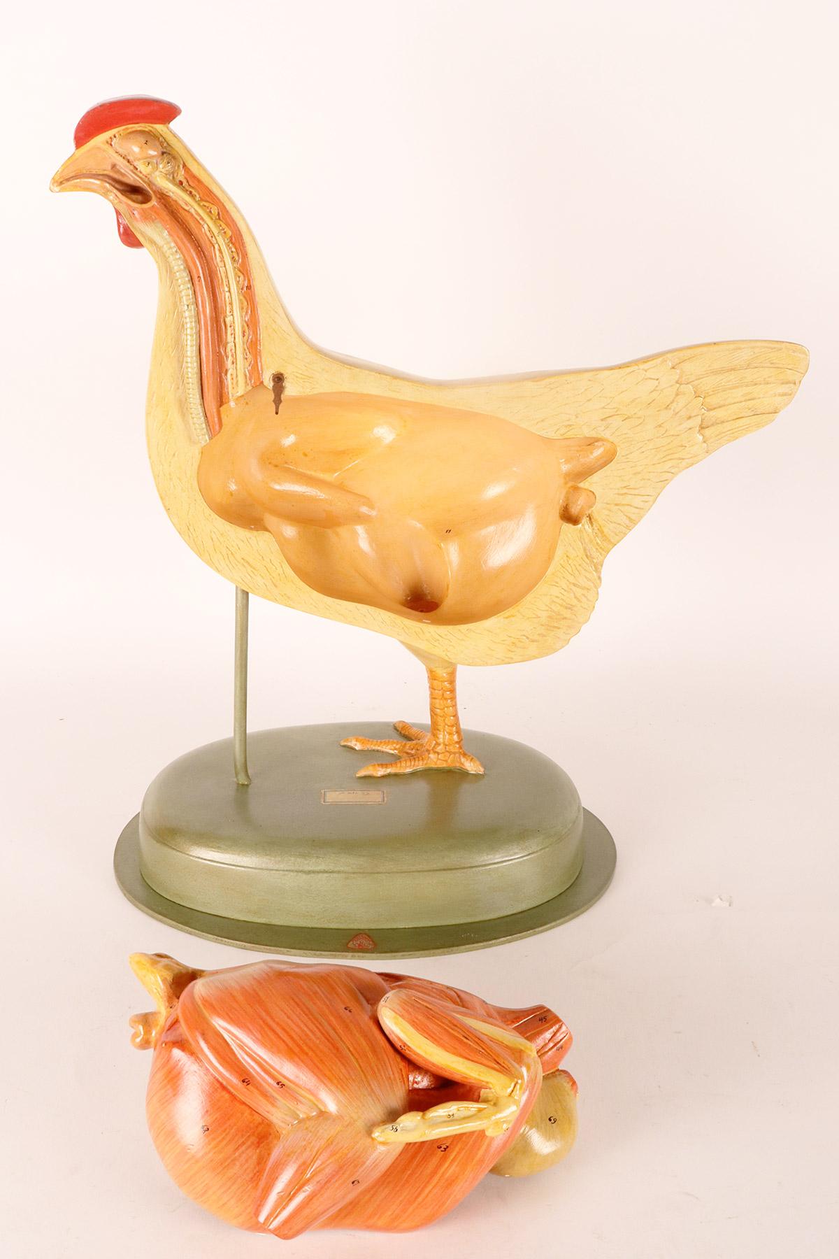 Anatomical model of a chiken, Germany 1930. For Sale 7