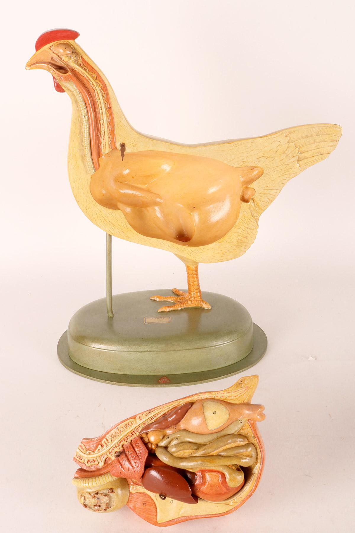 Anatomical model of a chiken, Germany 1930. For Sale 8
