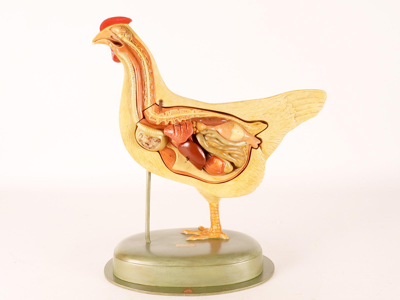 Anatomical model of a chiken, Germany 1930. For Sale 1