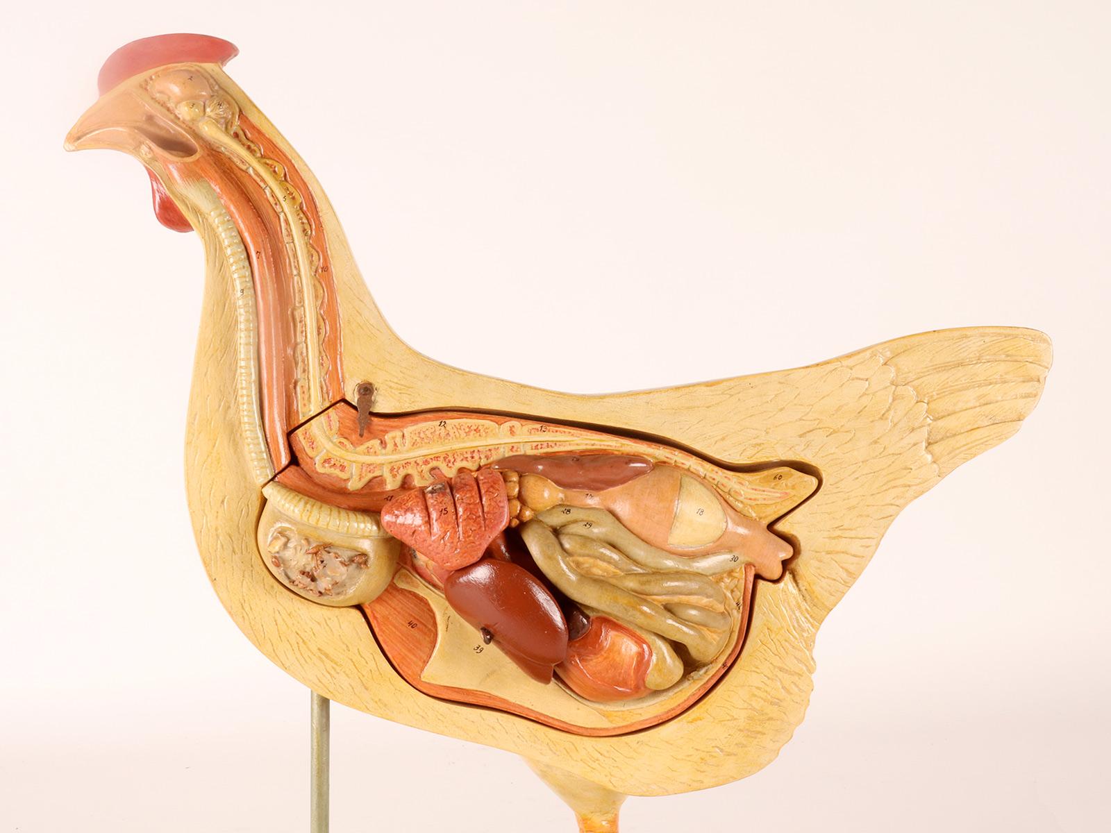 Anatomical model of a chiken, Germany 1930. For Sale 2