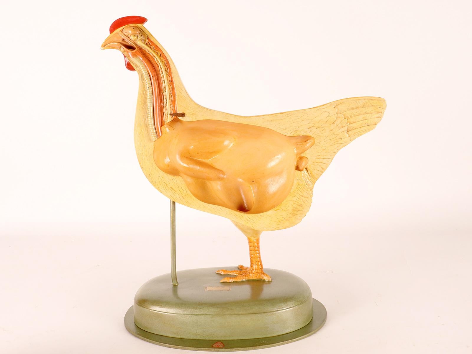 Anatomical model of a chiken, Germany 1930. For Sale 4