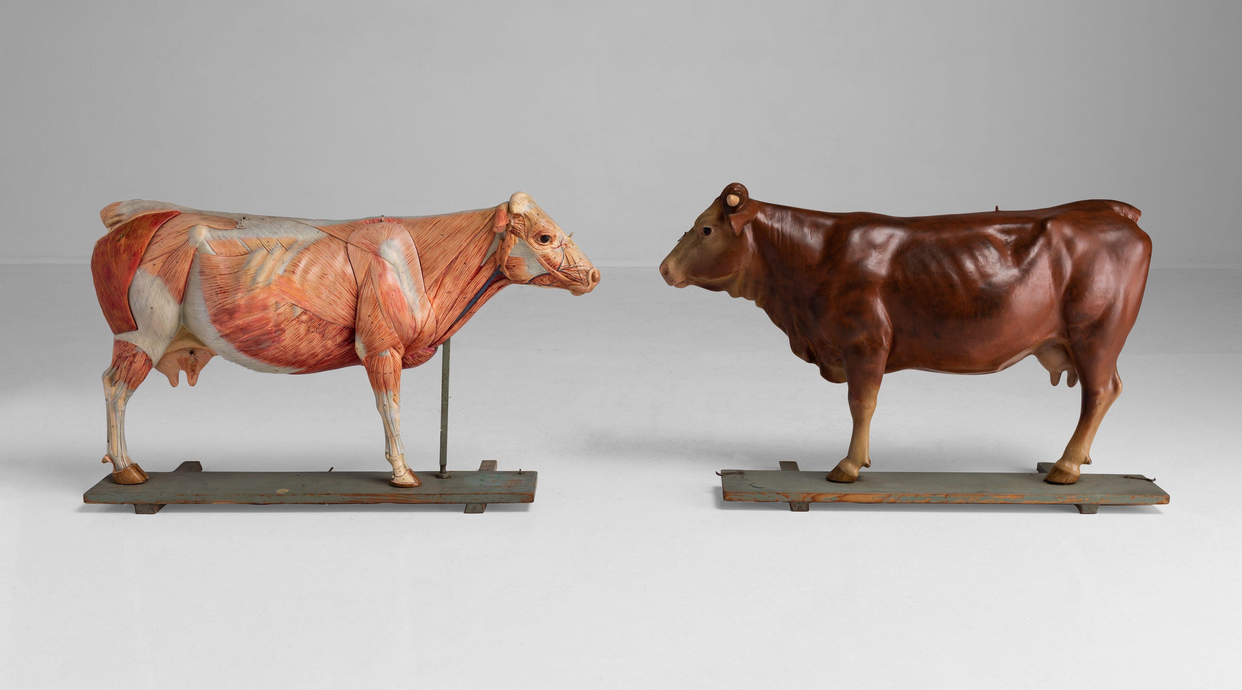 Rare hand painted papier-mâché model, manufactured by Somso. One side shows a beautiful realistic animal, and the other shows the musculature. Some organs are missing.


Measures: 34” W x 10” D x 21.5” H.