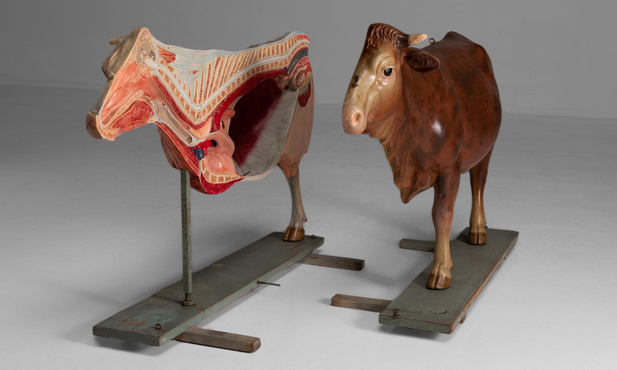 cow anatomy model