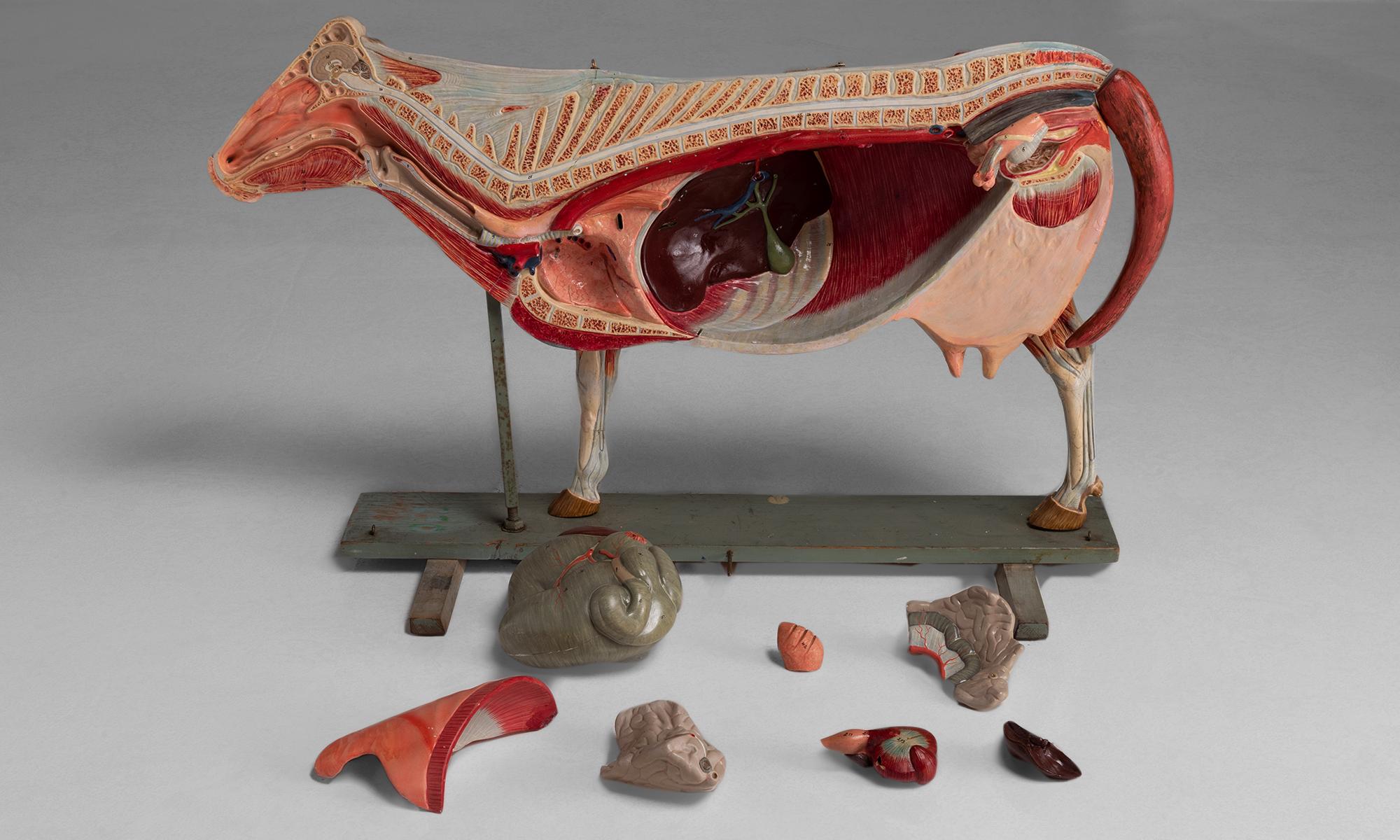 German Anatomical Model of a Cow