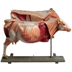 Antique Anatomical Model of a Cow