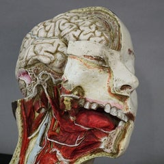 Anatomical Model of a Dissected Head by Nicolas-augier-roux, circa 1920