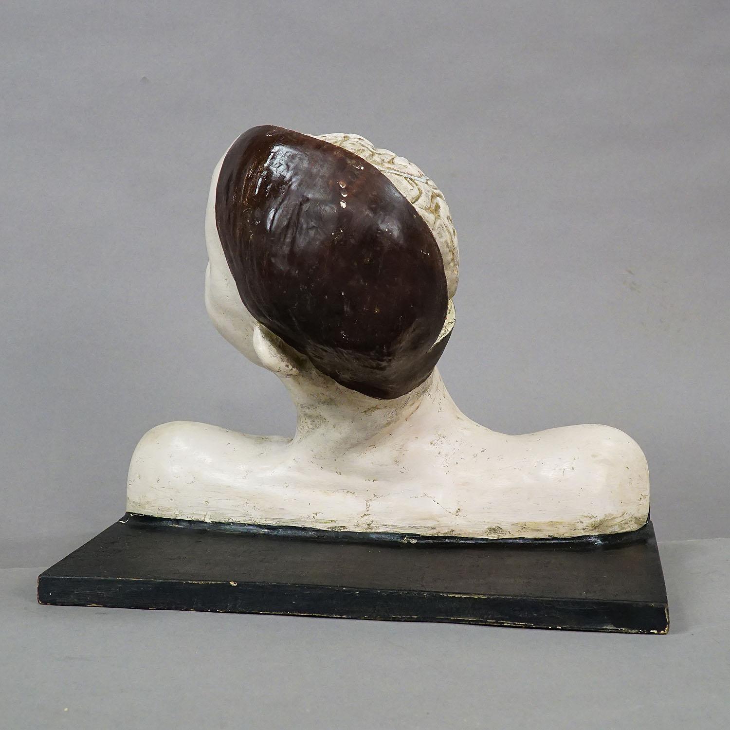 Mid-Century Modern Anatomical Model of a Dissected Head by Nicolas-augier-roux, circa 1920