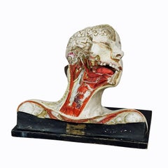 Anatomical Model of a Dissected Head by Nicolas-augier-roux, circa 1920