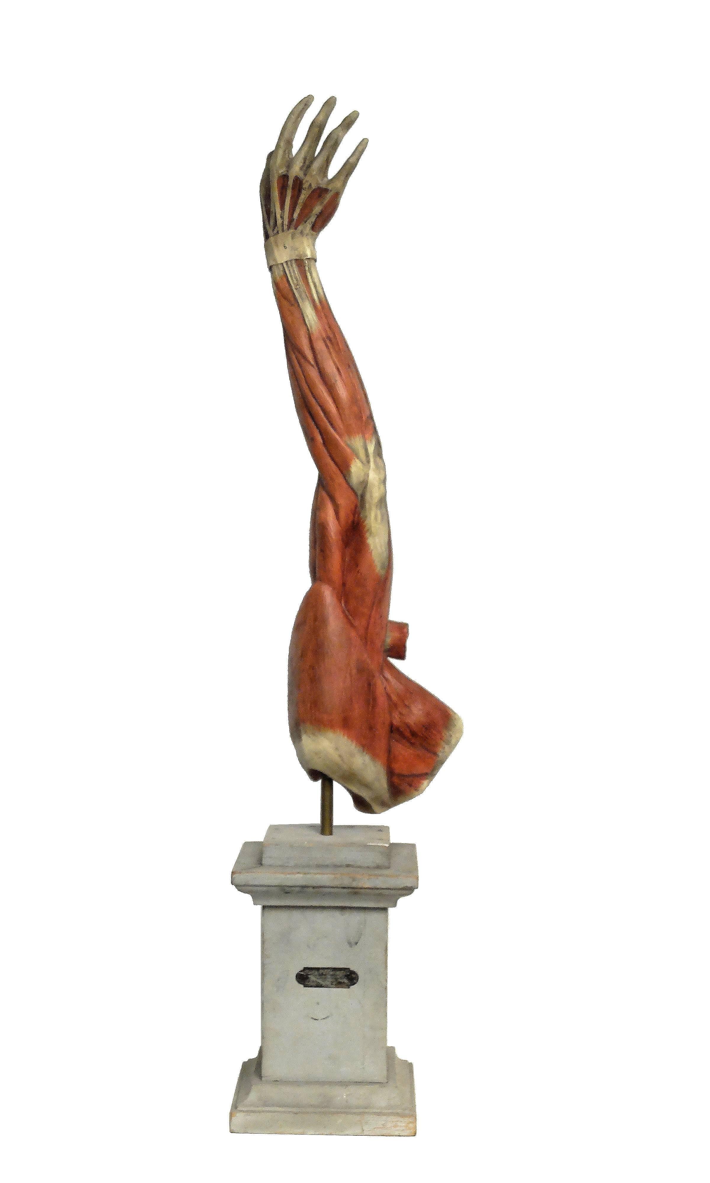 Over a gray painted wooden base, the sculpture of a man’s anatomical model of an arm and handmade out of hand-painted plaster and papier mâché; the external side depicts the skin and the muscles highly detailed. Maker Paravia, Italy, circa 1890.