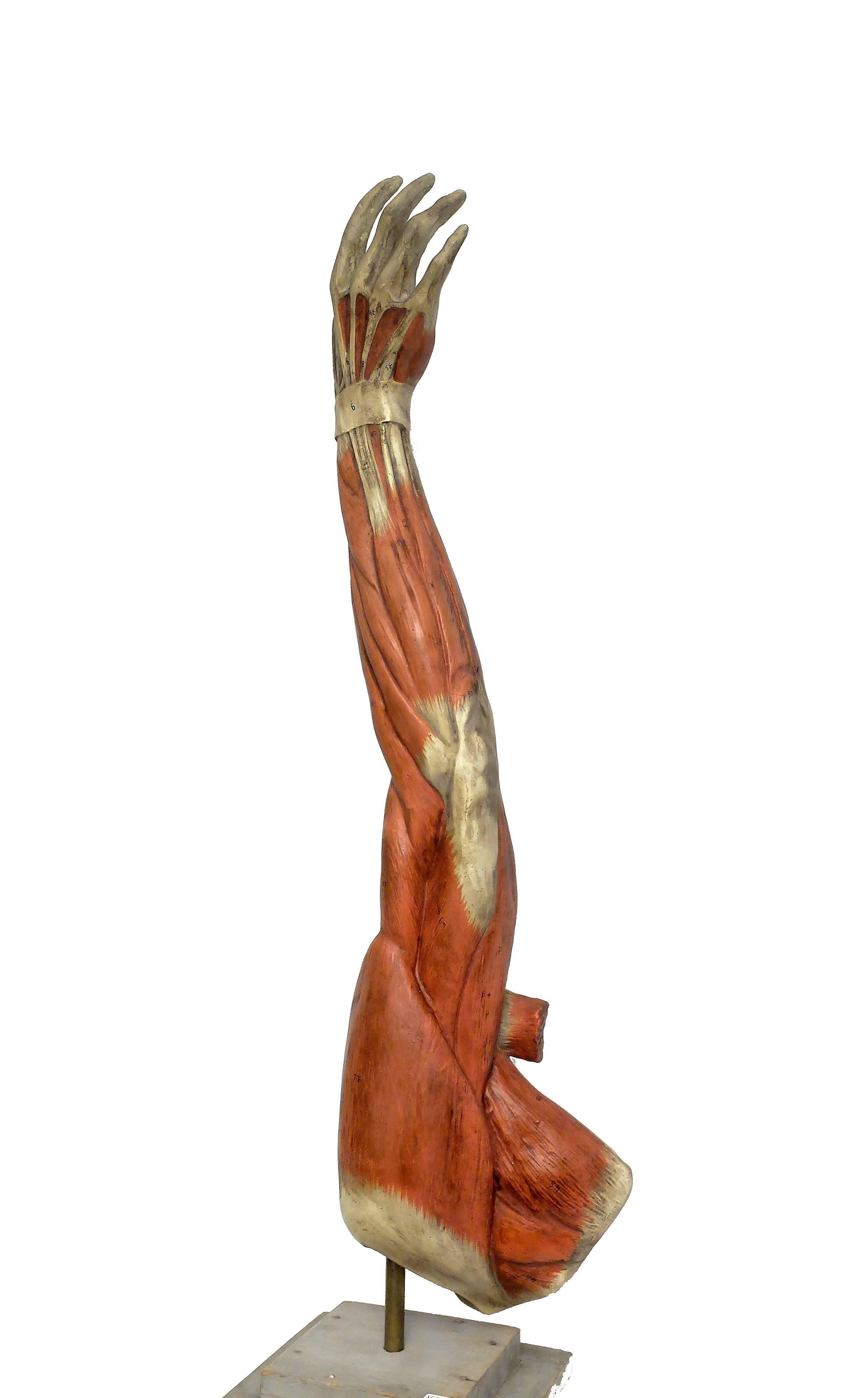 Italian Anatomical Model of an Entire Arm Made by Paravia, Milano, Italy, circa 1890
