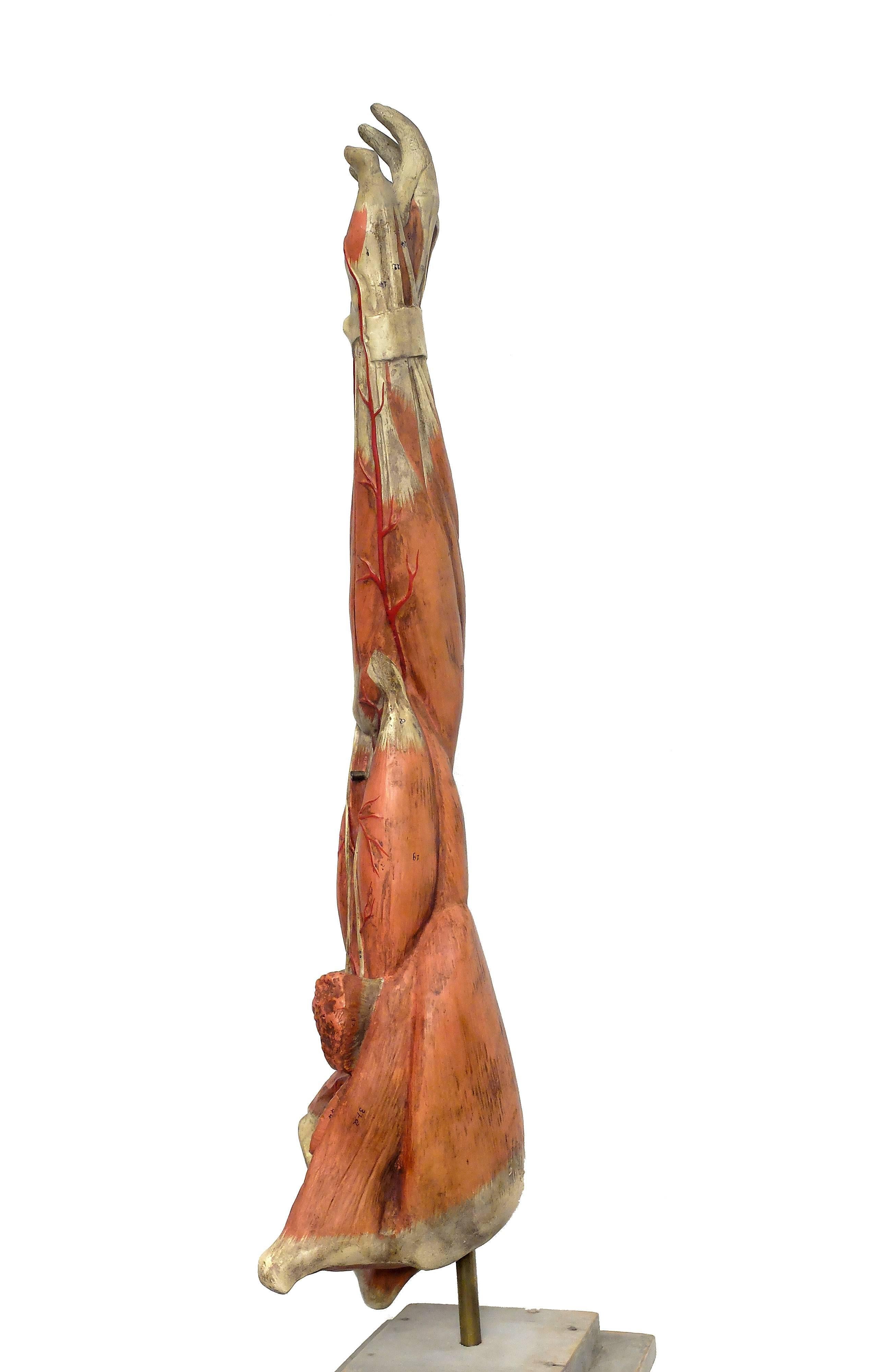 Late 19th Century Anatomical Model of an Entire Arm Made by Paravia, Milano, Italy, circa 1890