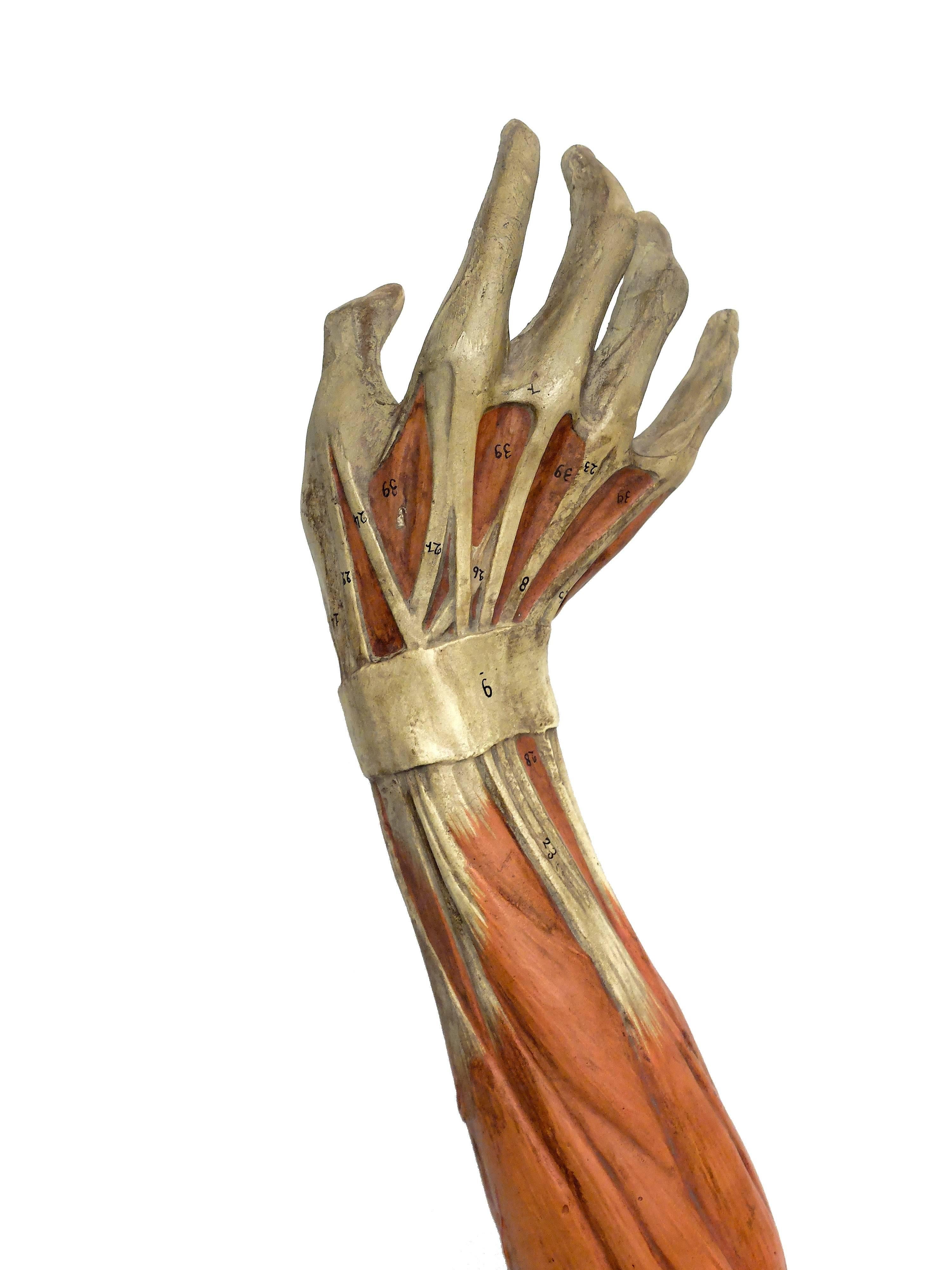Anatomical Model of an Entire Arm Made by Paravia, Milano, Italy, circa 1890 1