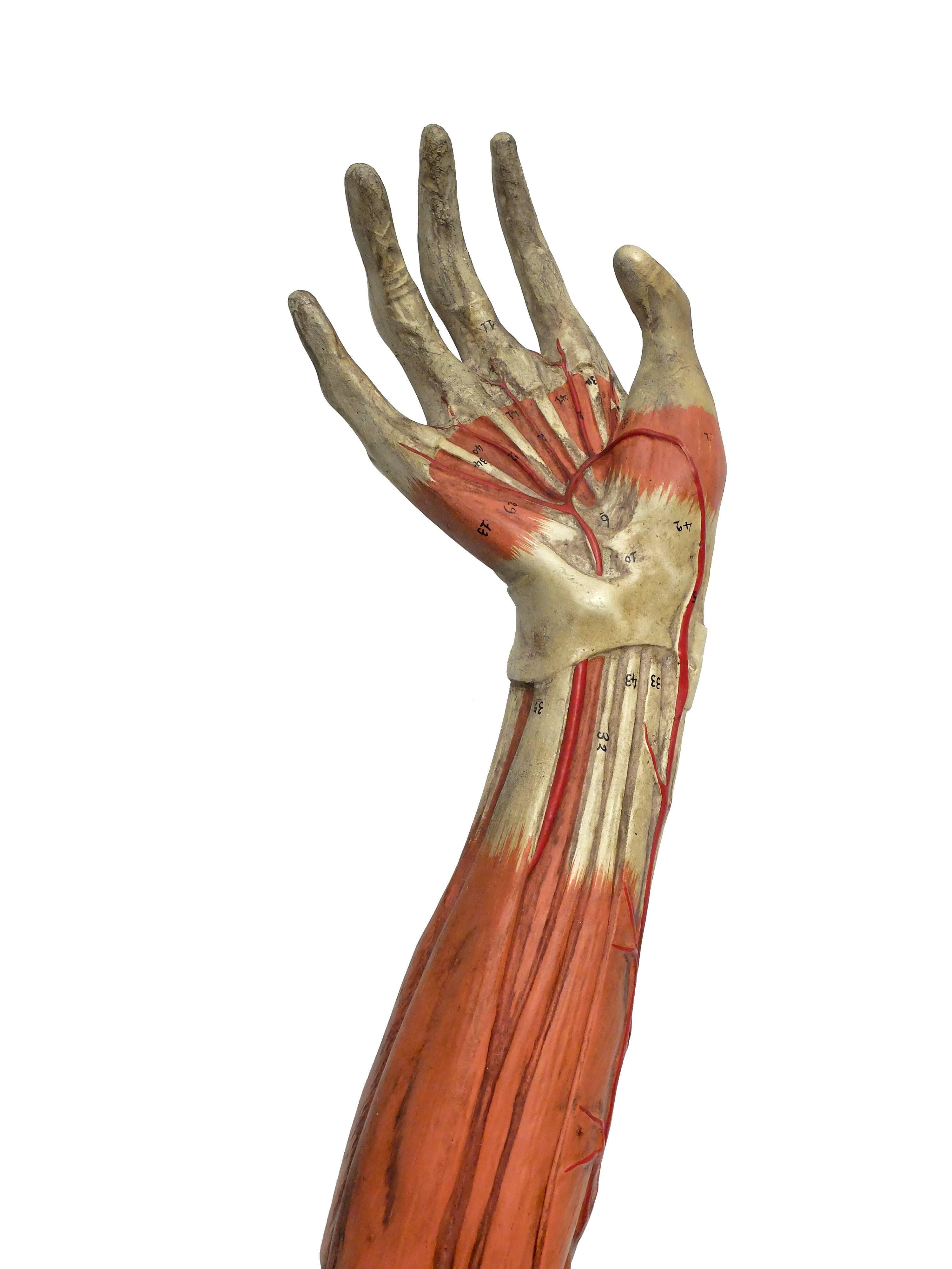 Anatomical Model of an Entire Arm Made by Paravia, Milano, Italy, circa 1890 3