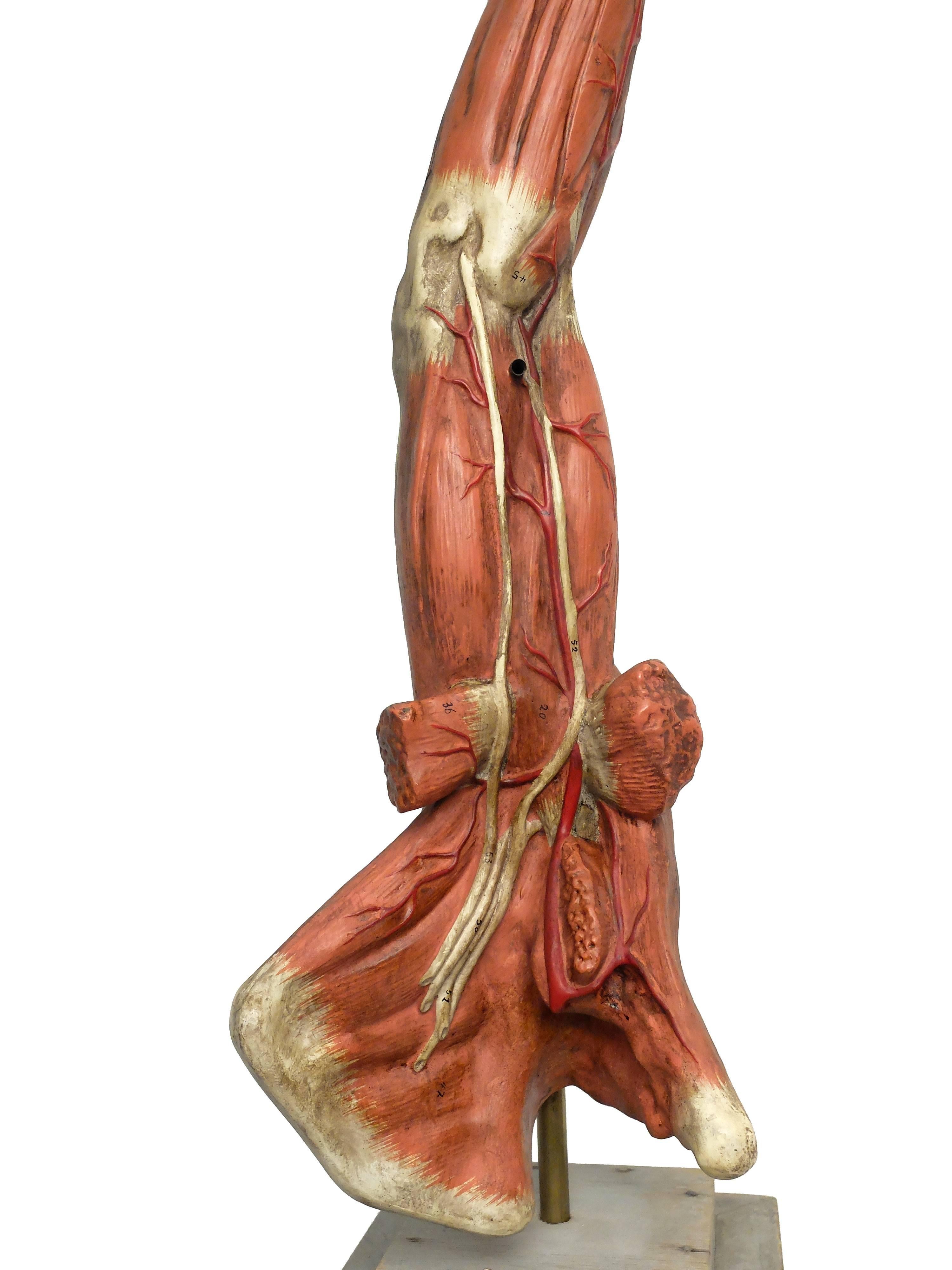 Anatomical Model of an Entire Arm Made by Paravia, Milano, Italy, circa 1890 4