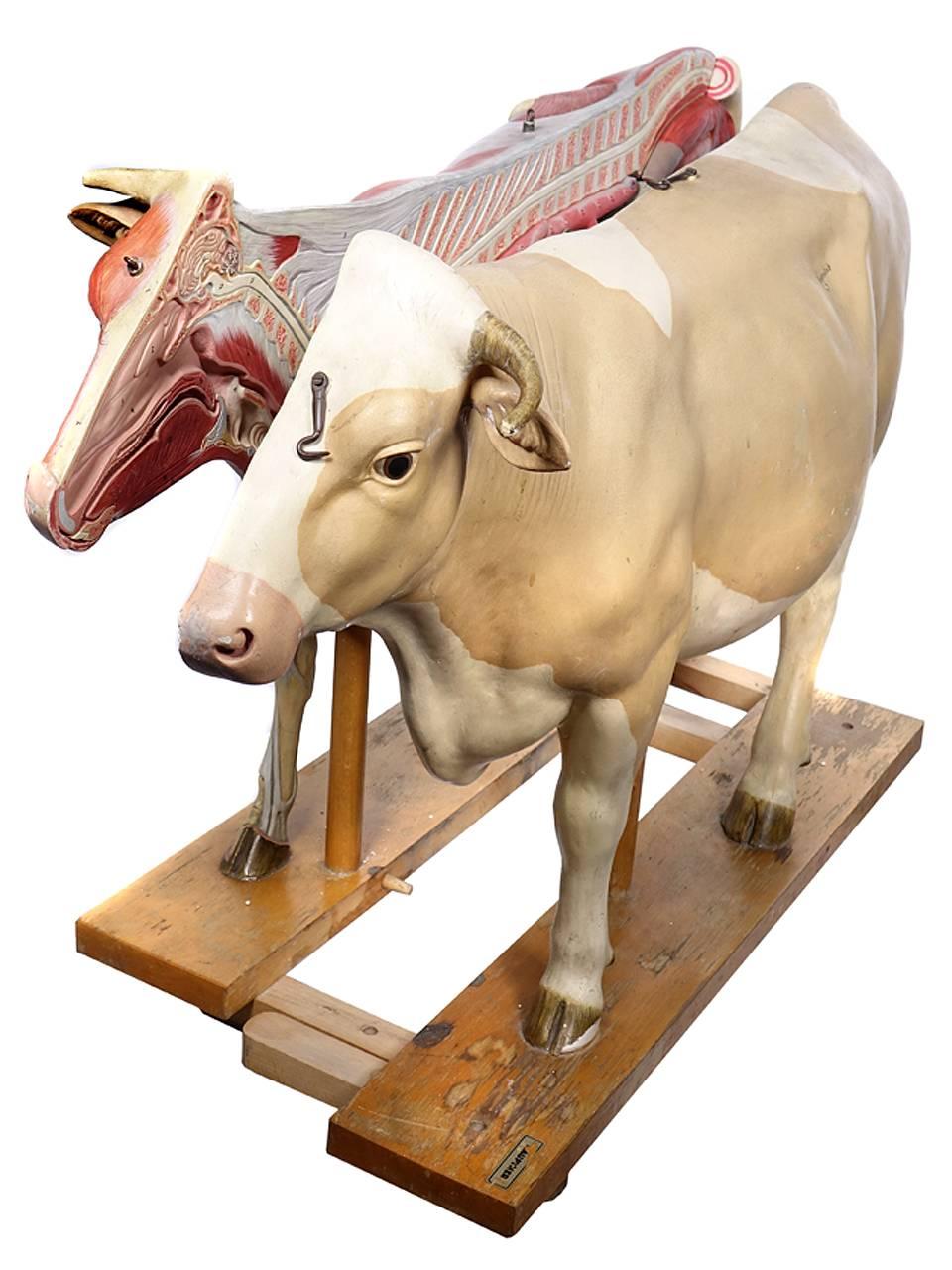 This rare German papier mâché teaching model measures over 36 inches long and 21.5 inches tall. The base is wood and splits in two along with the cow. One side shows a beautiful realistic animal and the other shows the musculature. It opens to show