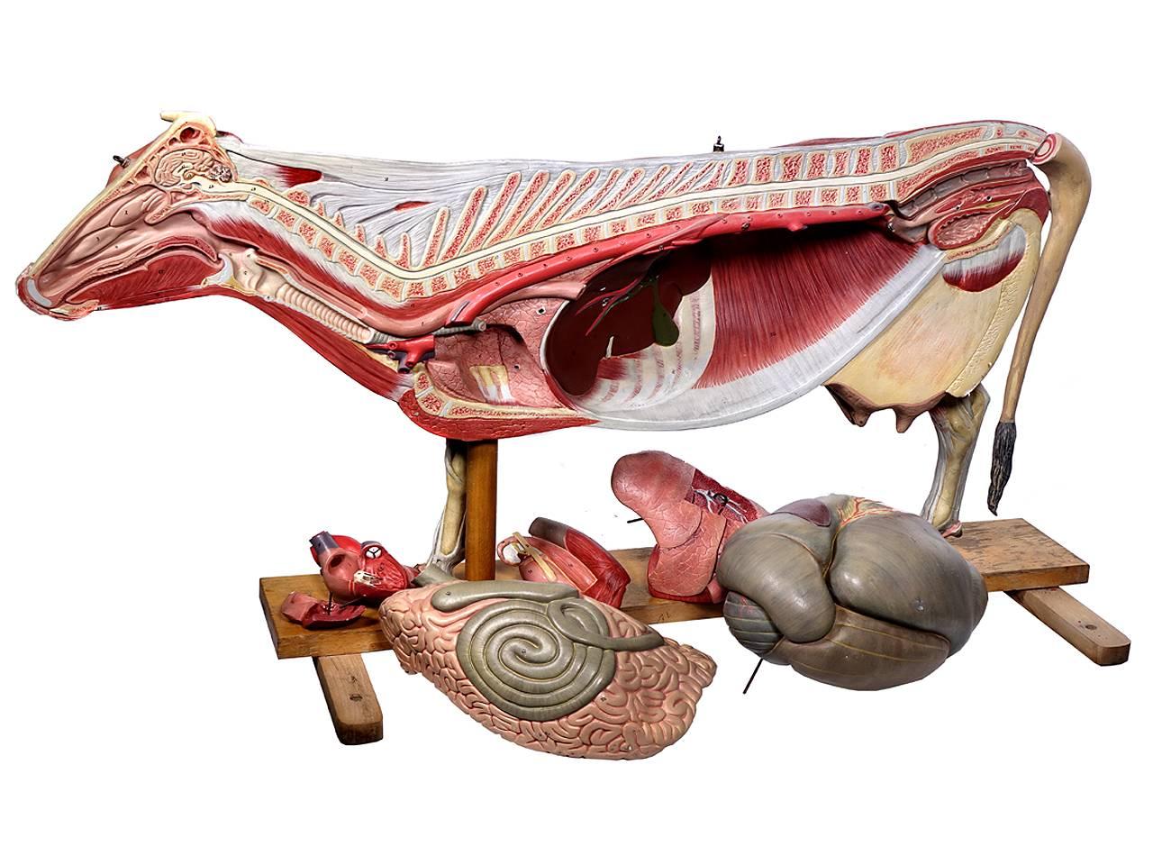 Industrial Anatomical Model of Cow, Germany For Sale