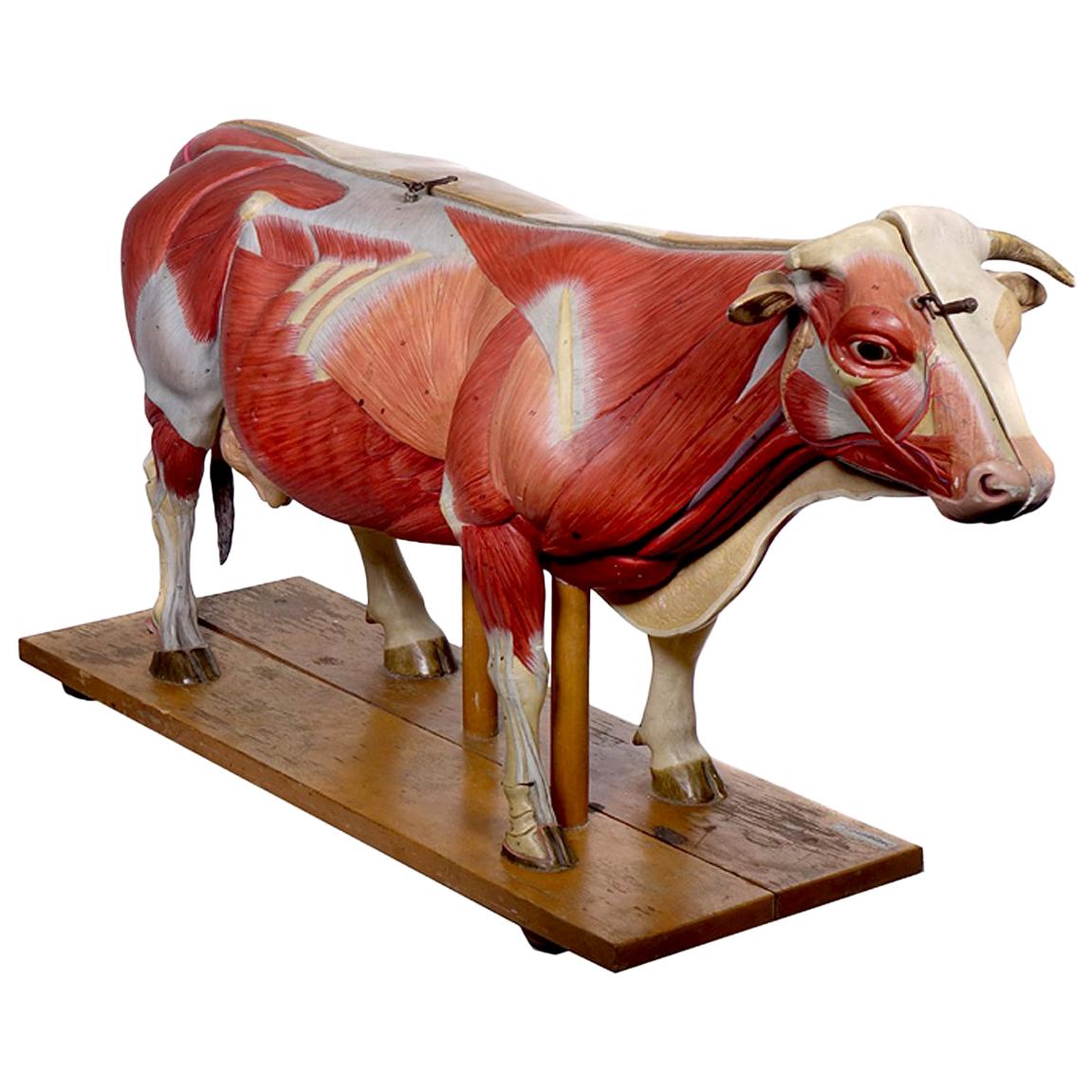 Anatomical Model of Cow, Germany For Sale