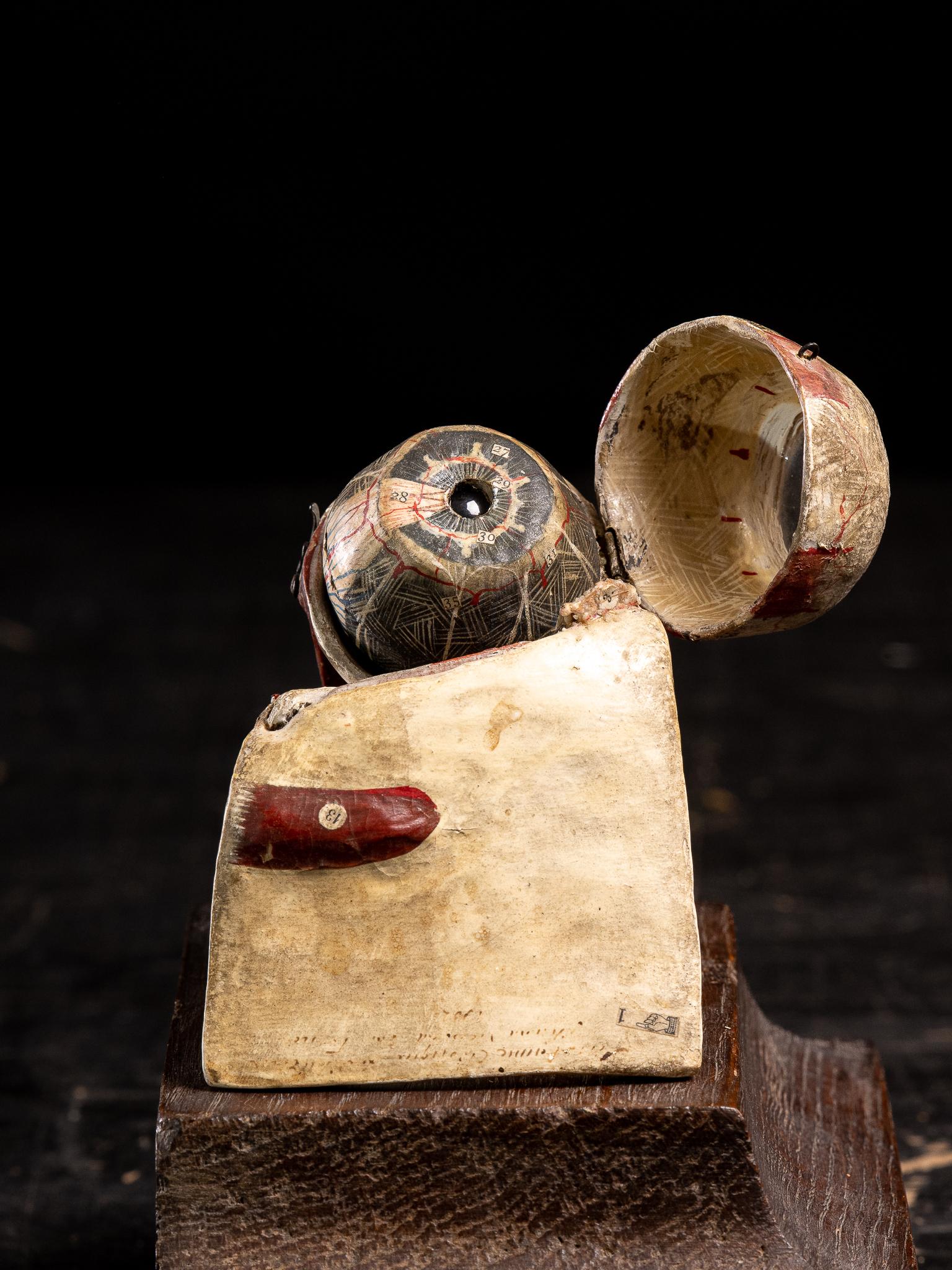 Anatomical cut of one eye, composition in natural painted papier-maché, with numbered labels on the different elements / the opening eyeball to cover the removable pute. Pen annotation 
