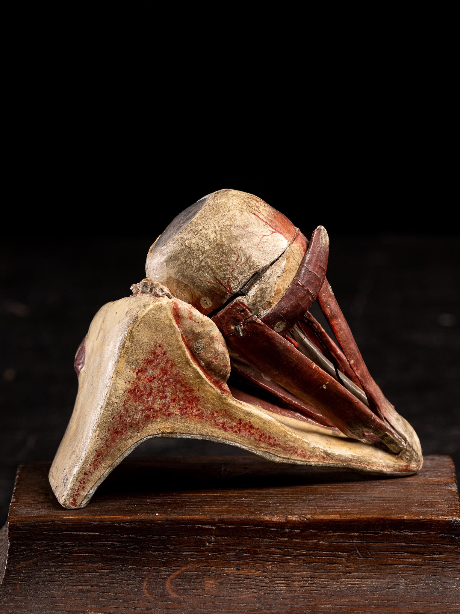 Hand-Crafted Anatomical Model of Human Eye Papier-maché, Scientific Collectables, Dr.Auzoux For Sale