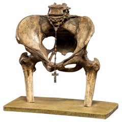 Anatomical model of human pelvis