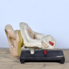 Anatomical Model of the Ear, 1952