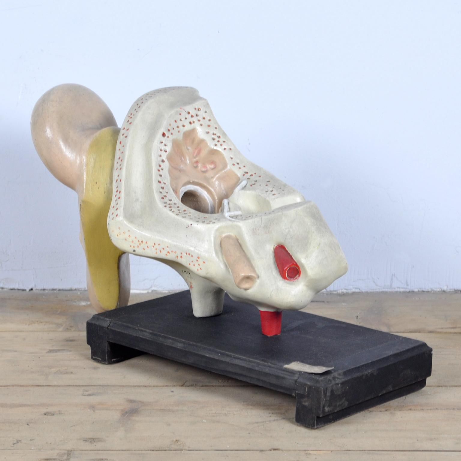 Industrial Anatomical Model of the Ear, 1952 For Sale