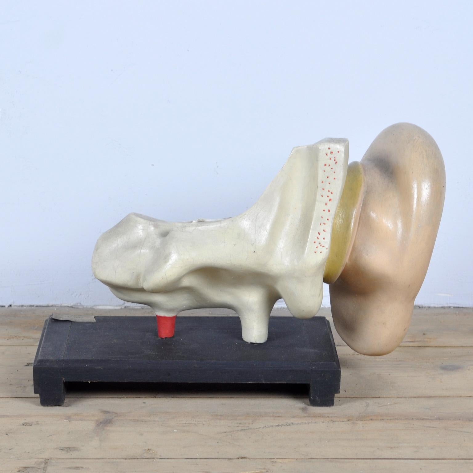 Roumain Modèle anatomique de l'oreille, 1952 en vente