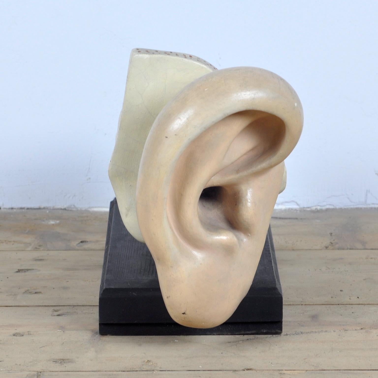 Modèle anatomique de l'oreille, 1952 Bon état - En vente à Amsterdam, Noord Holland