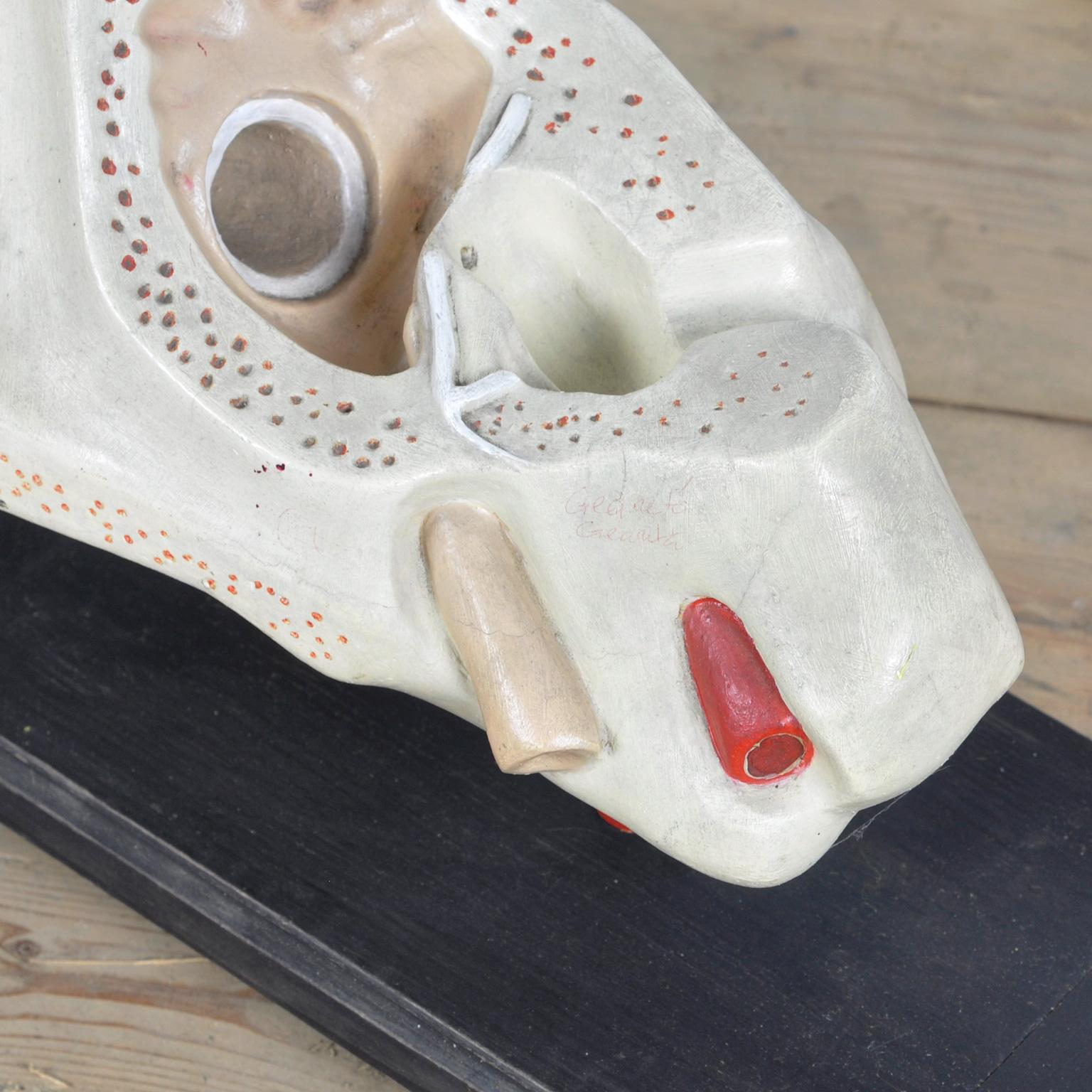 Anatomical Model of the Ear, 1952 For Sale 2