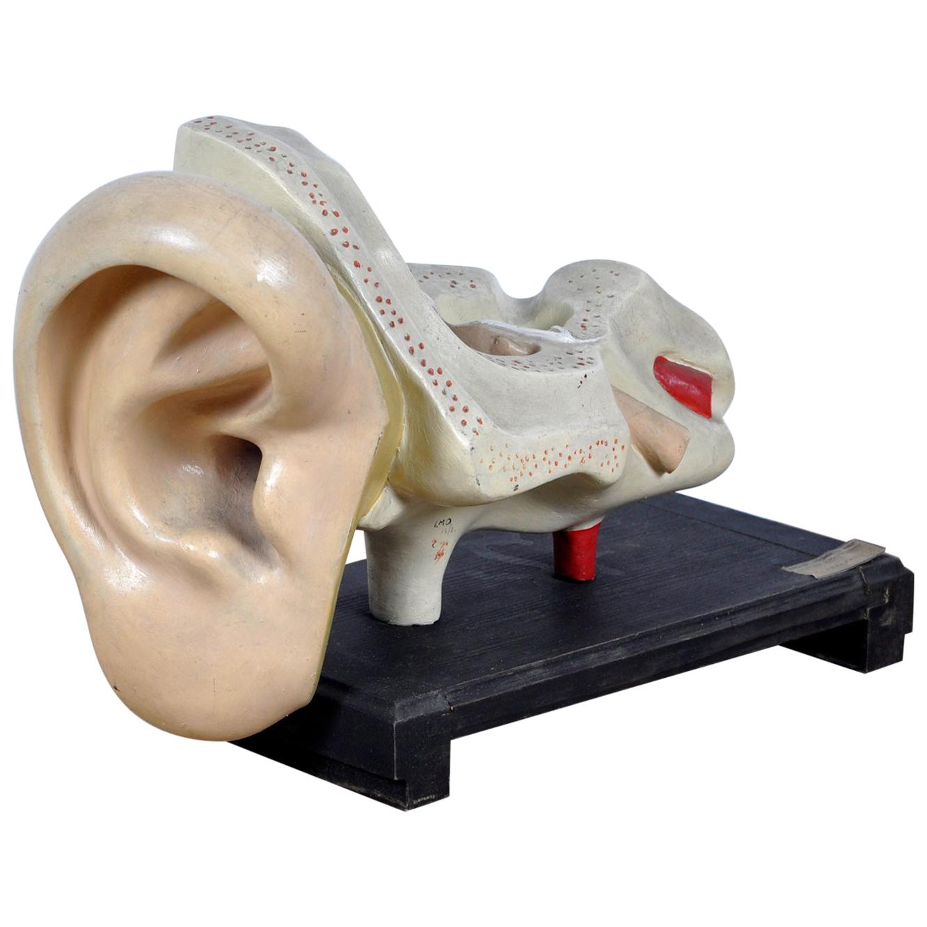 Modèle anatomique de l'oreille, 1952
