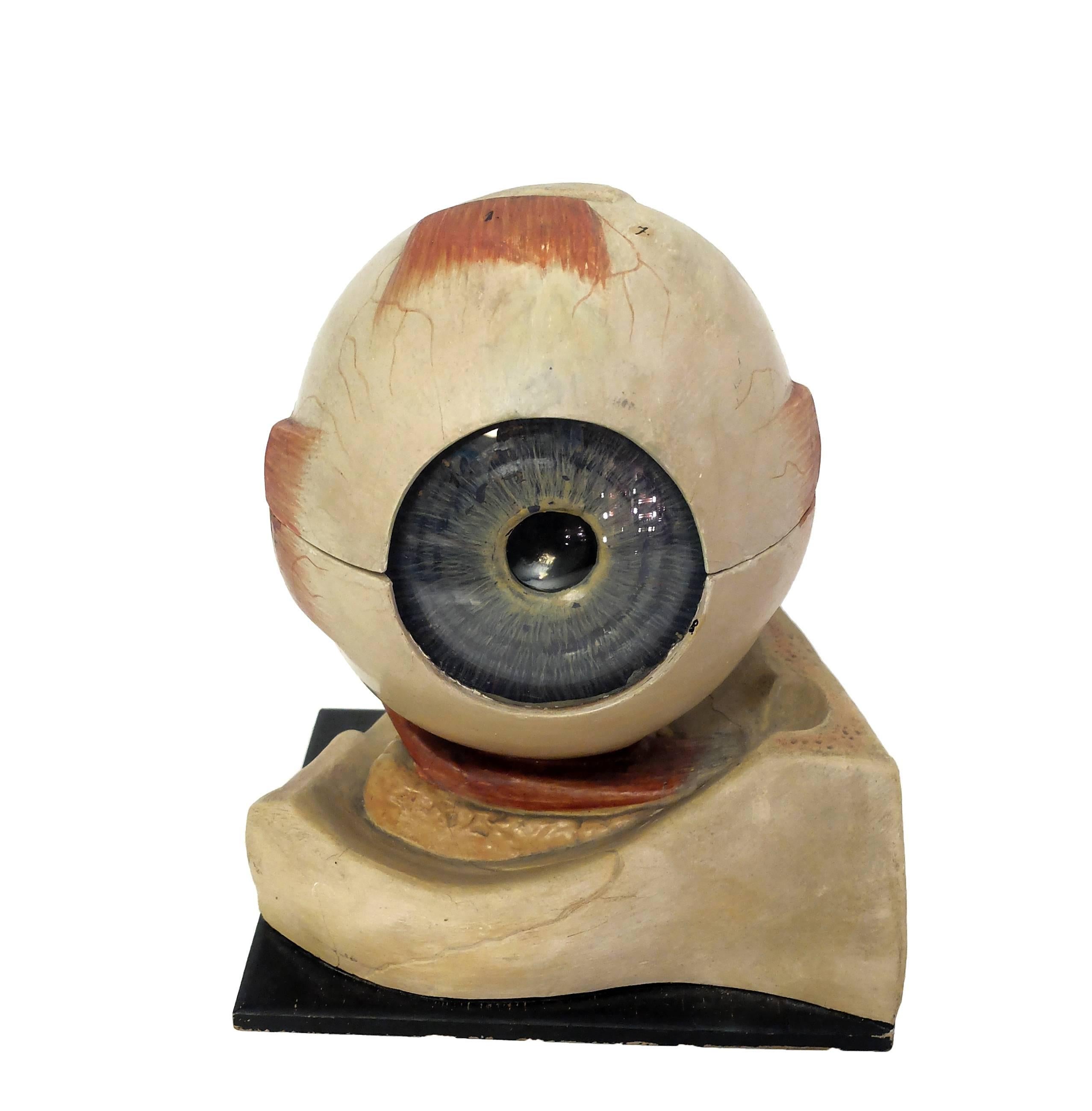 Anatomical demountable model of the eye on a wooden base, made by Somso, Sonenberg, Germany, circa 1900.
Demountable in several parts for didactic purposes.