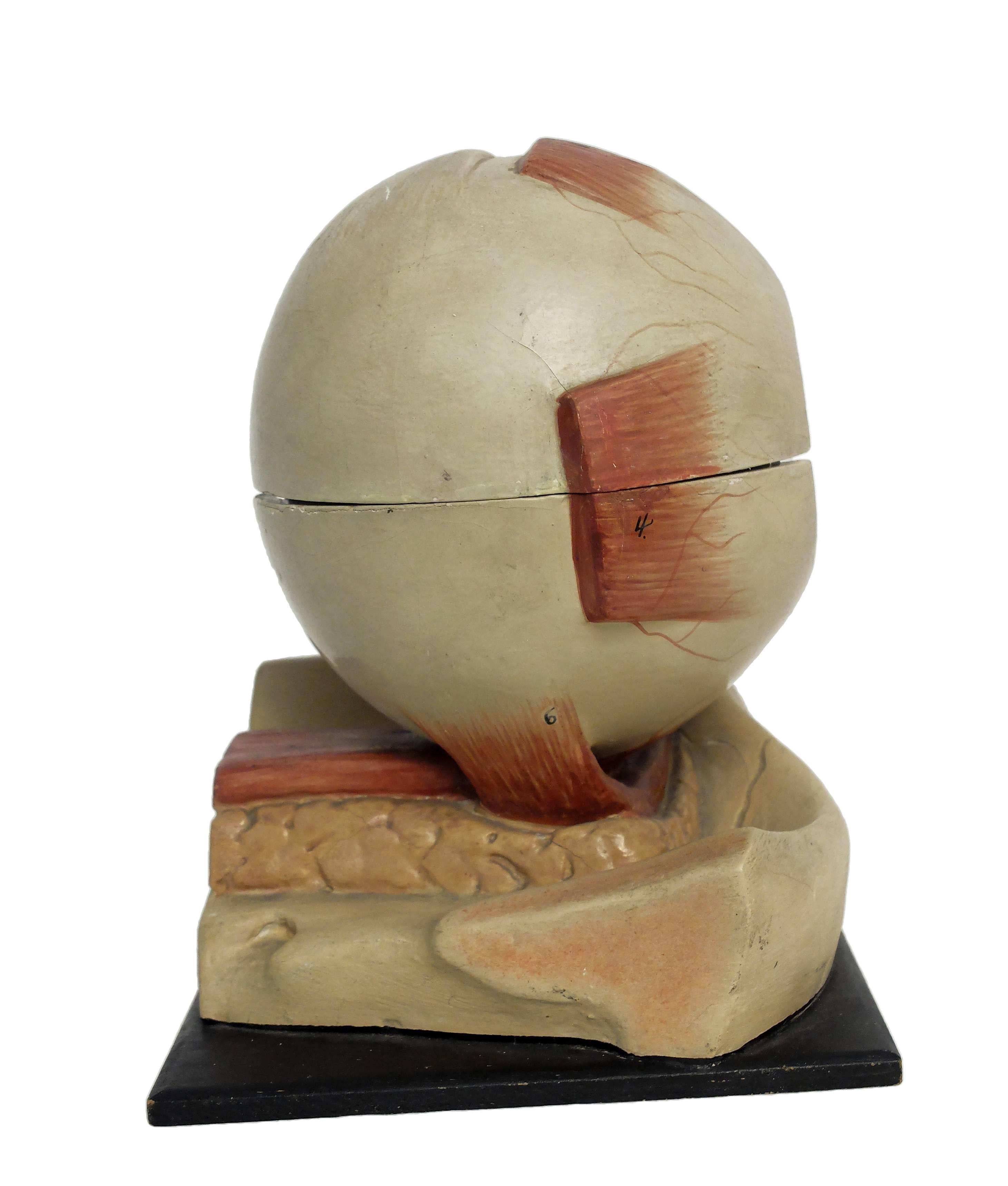 Anatomical Model of the Eye, Complete, Germany, circa 1900 2