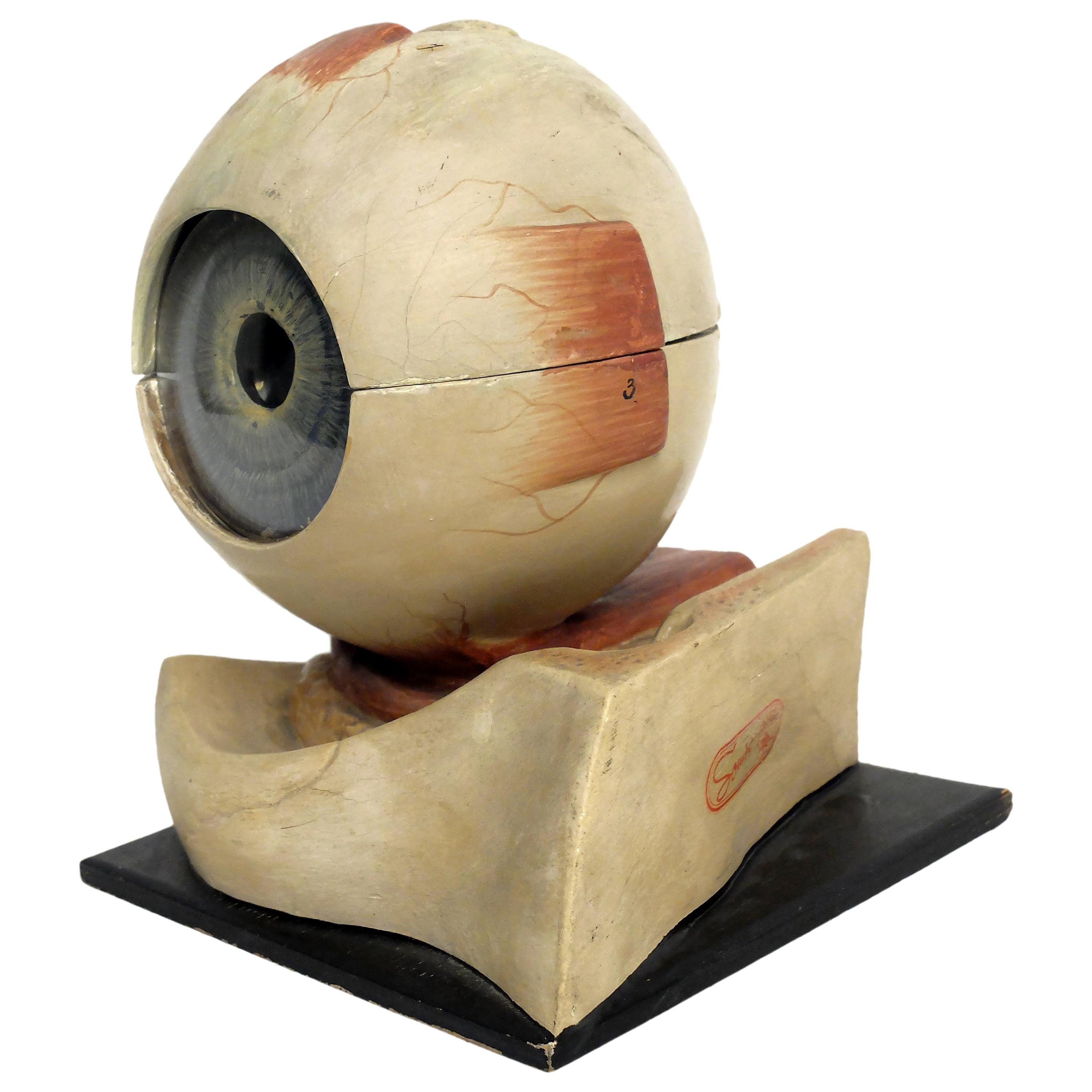 Anatomical Model of the Eye, Complete, Germany, circa 1900
