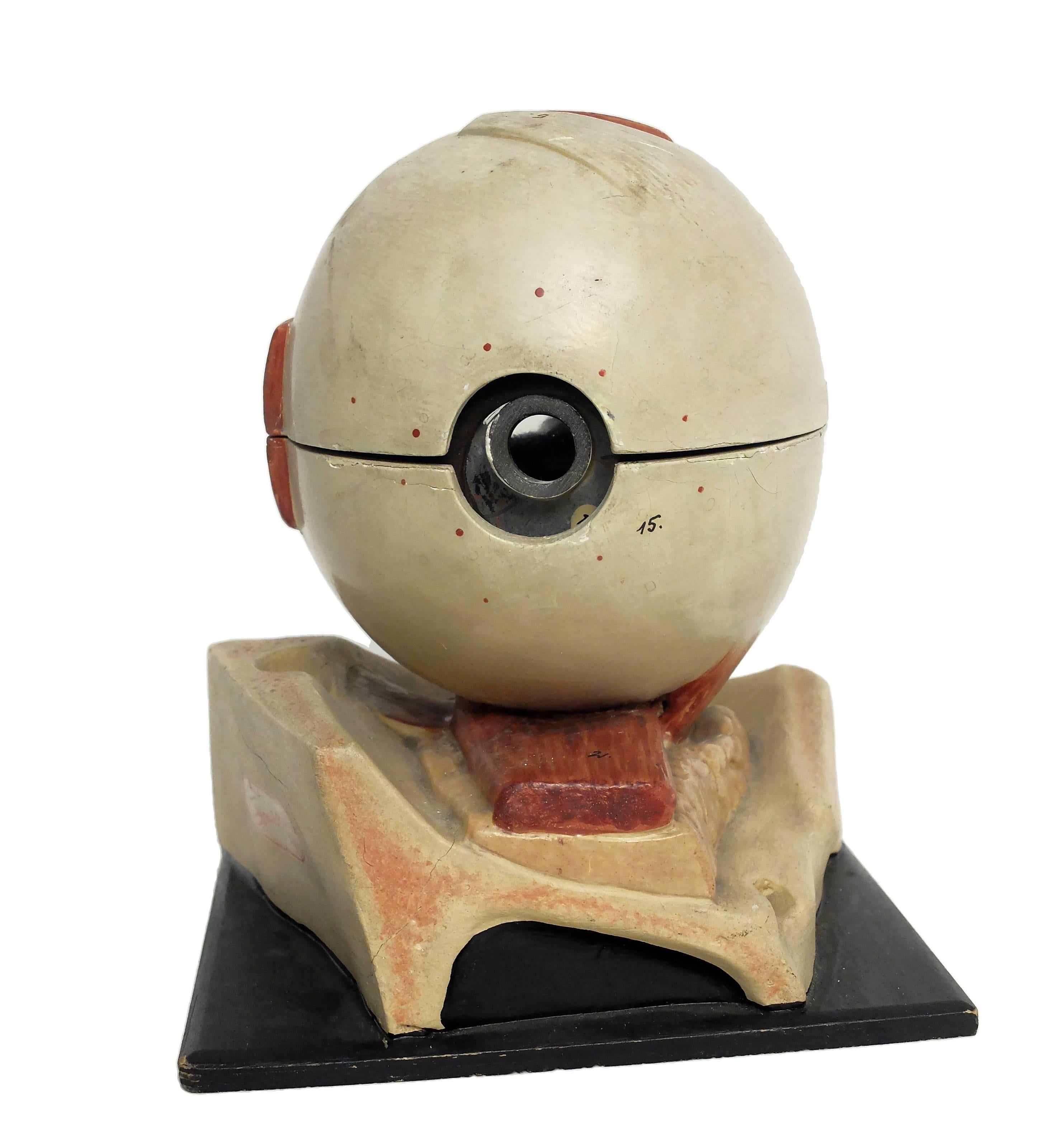 Anatomical Model of the Eye, Complete, Somso, Sonnenberg, Germany, circa 1900 1