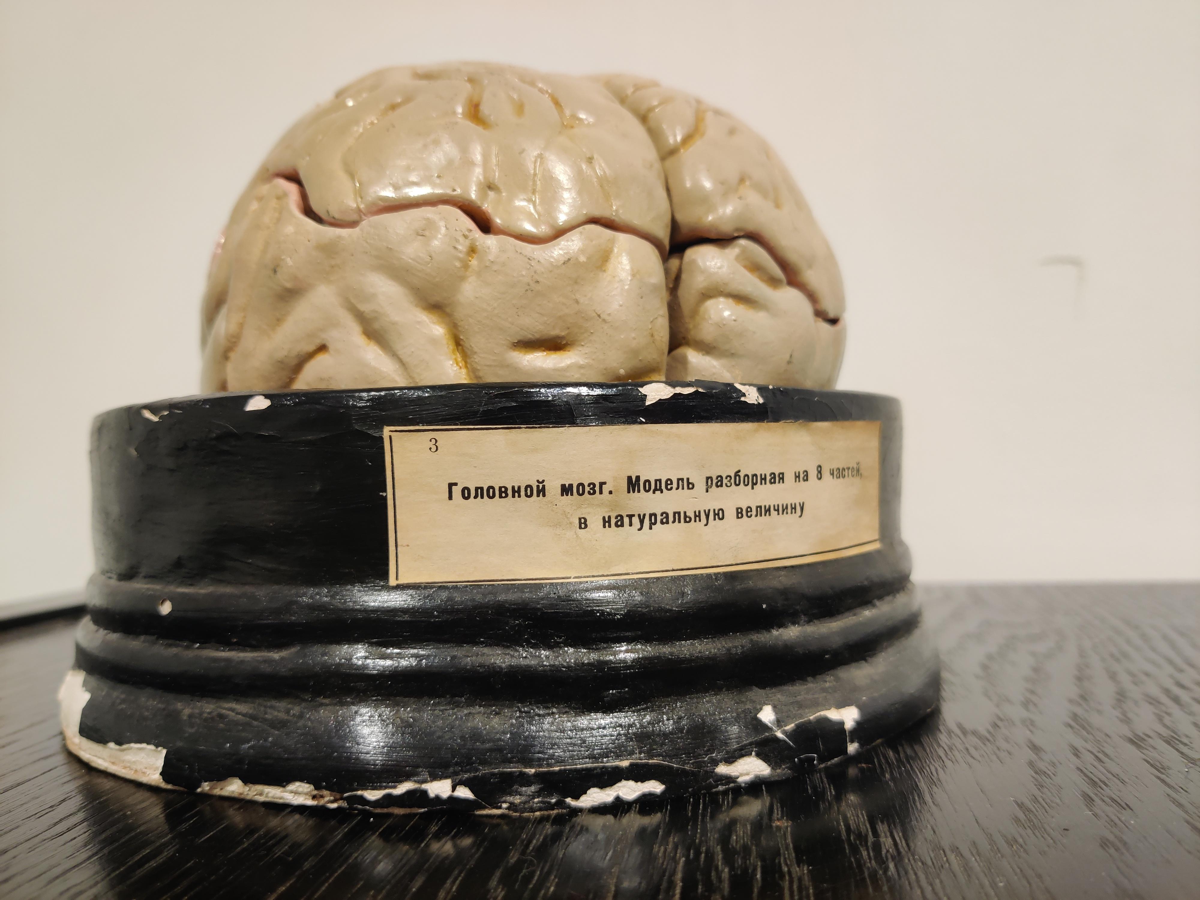Mid-Century Modern Anatomical Model of the Human Brain, 1950s