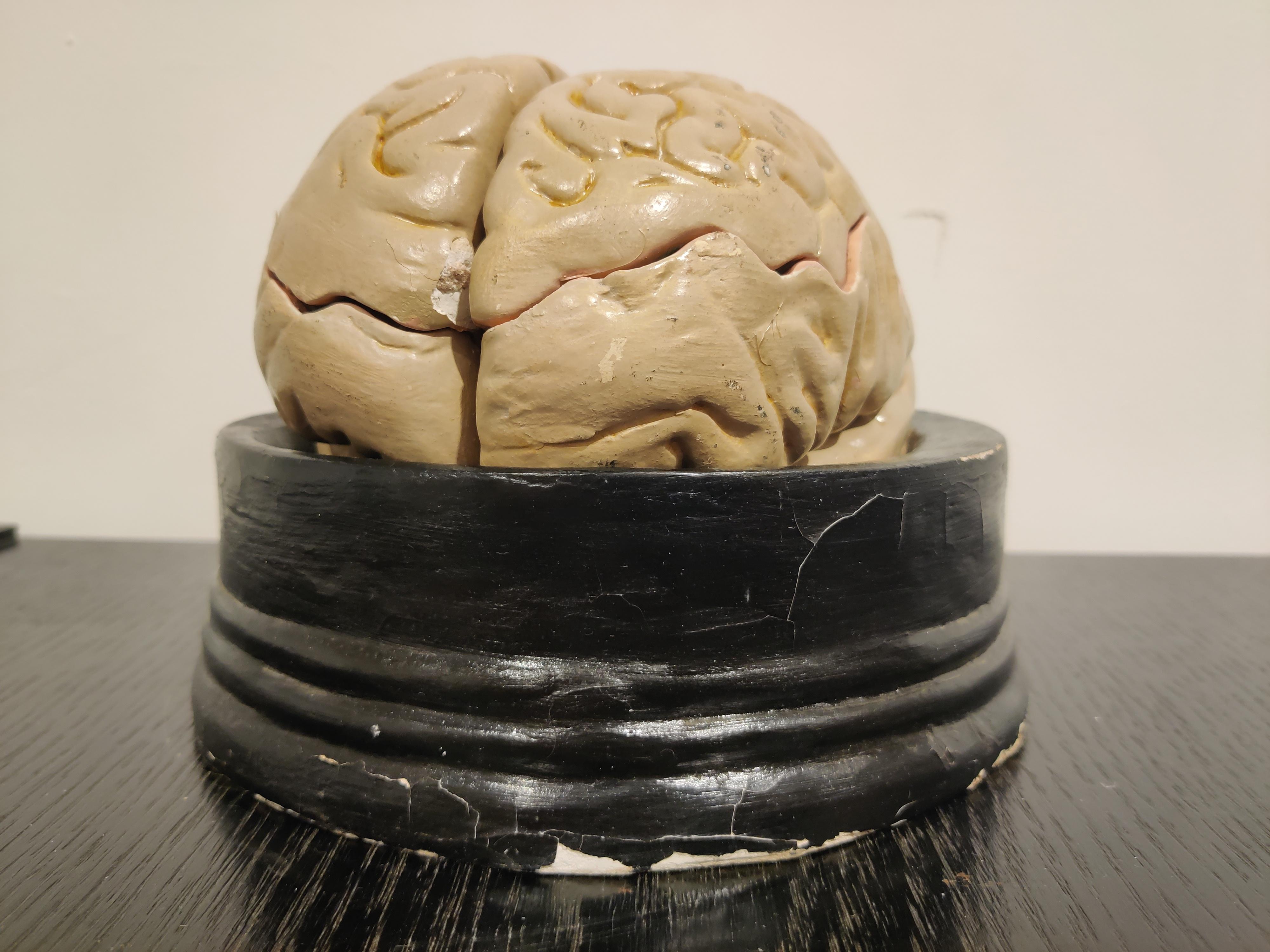 Anatomical Model of the Human Brain, 1950s In Good Condition In HEVERLEE, BE